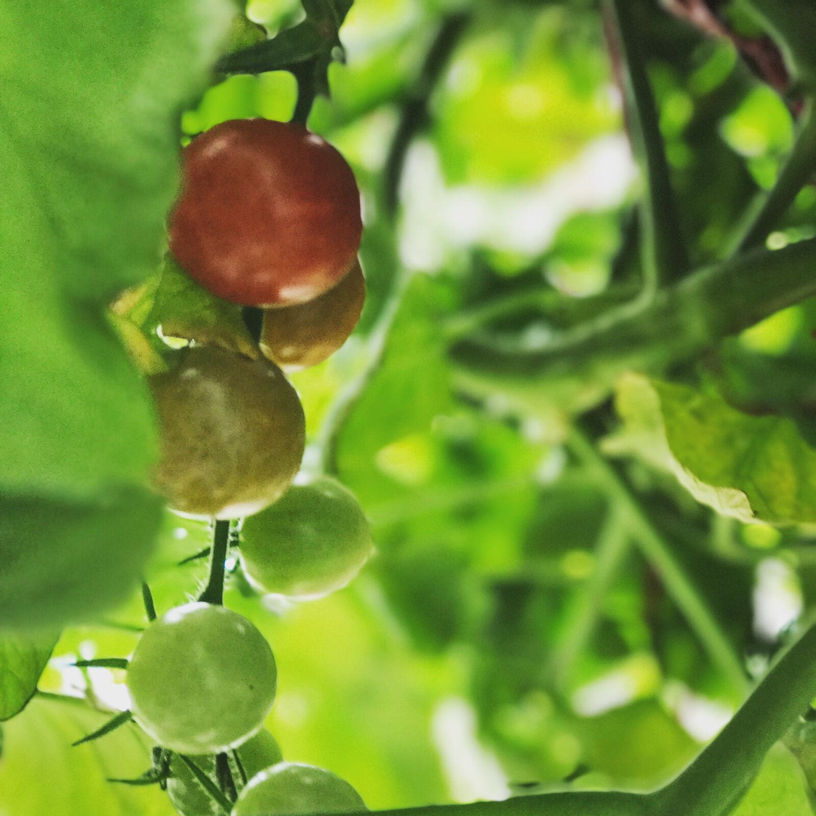Apple iPhone 7 Plus sample photo. Food, green, leaf, tomato photography