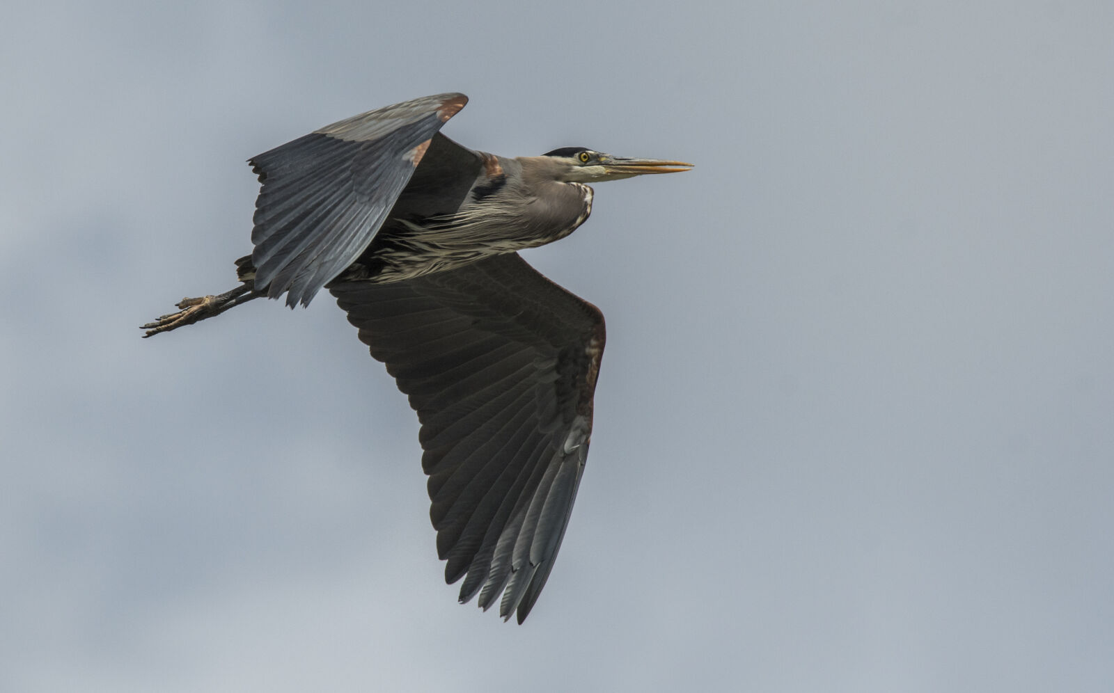 Tamron SP 150-600mm F5-6.3 Di VC USD G2 sample photo. Heron, bird, wings, flying photography