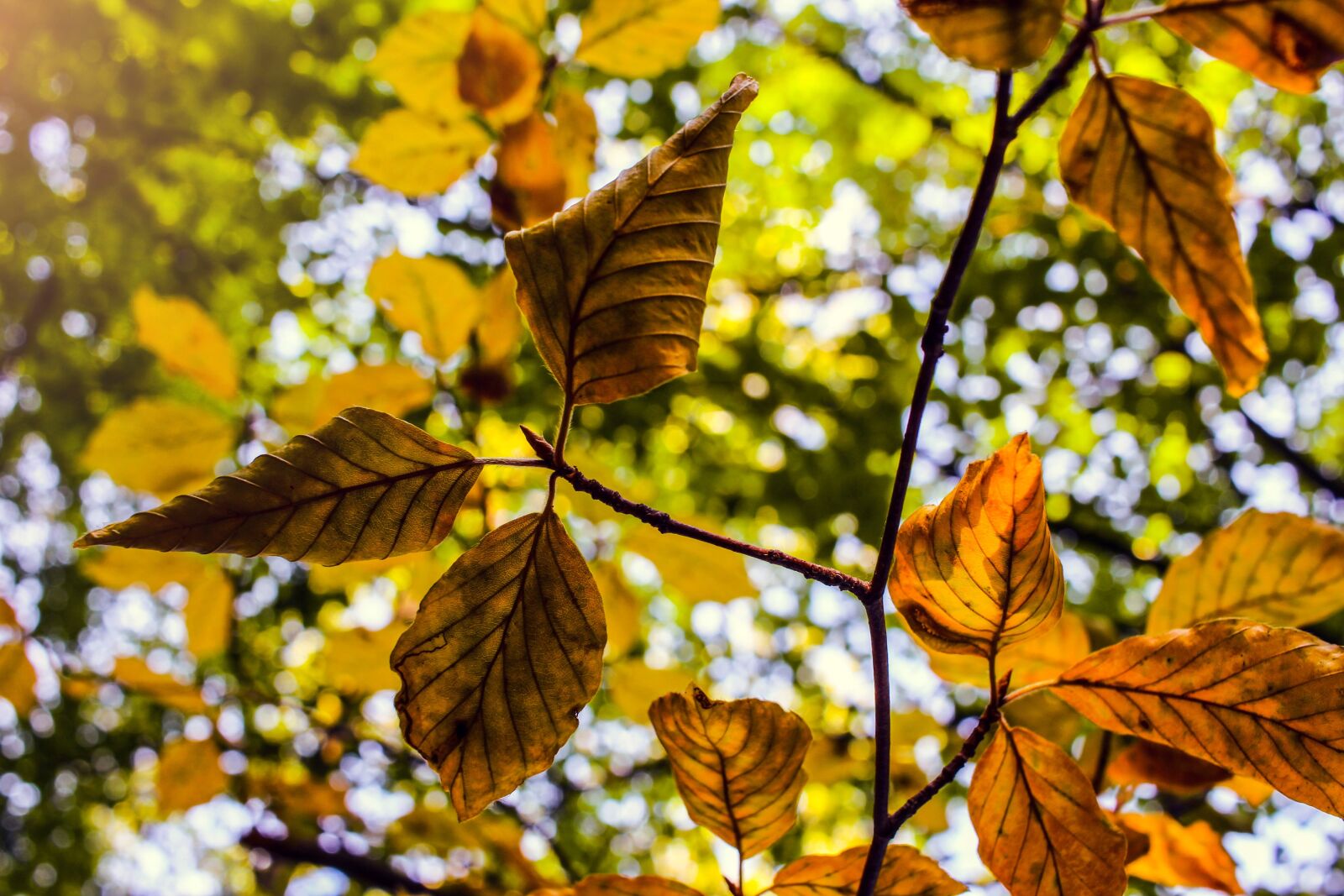 Canon EF-S 24mm F2.8 STM sample photo. Leaves, autumn, fall leaves photography