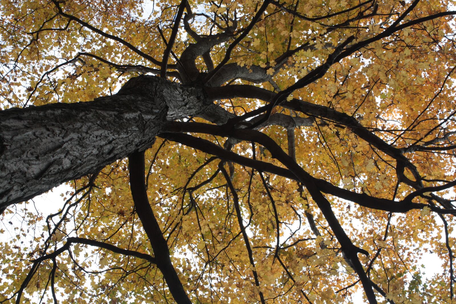 Canon EOS 1000D (EOS Digital Rebel XS / EOS Kiss F) sample photo. Foliage, orange, autumn photography