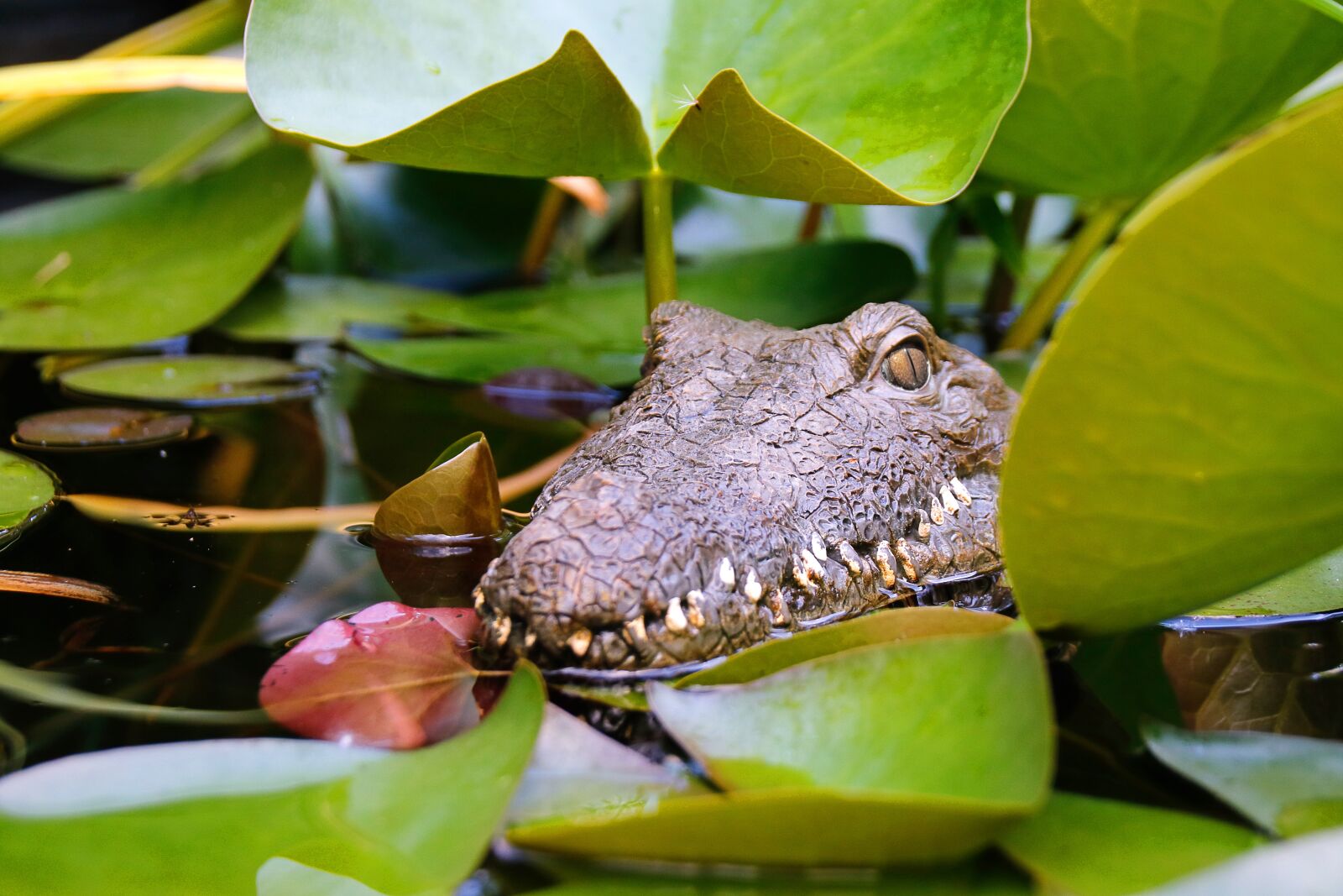 Canon EOS 750D (EOS Rebel T6i / EOS Kiss X8i) sample photo. Crocodile, animal, reptile photography