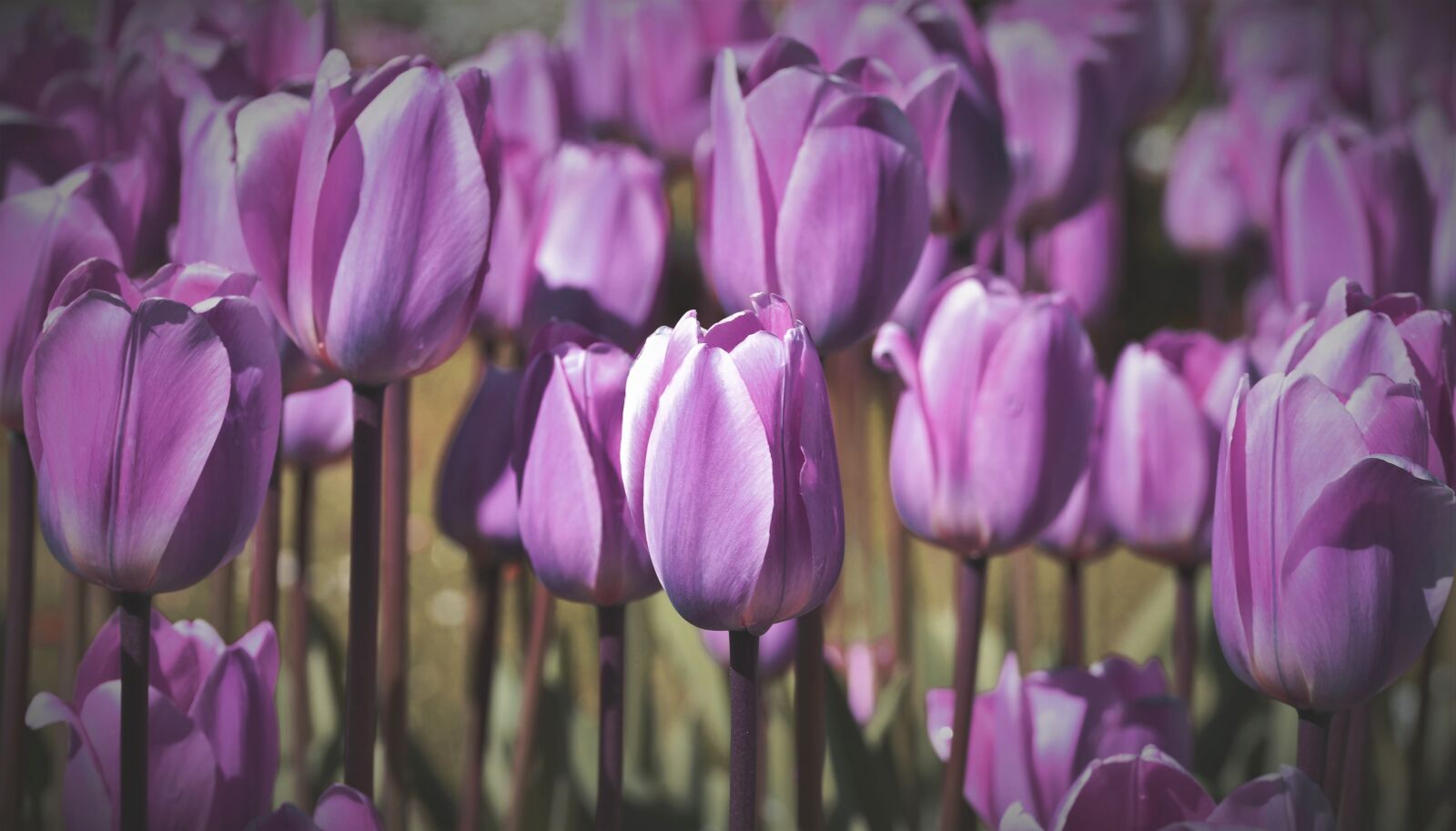 Nikon D7200 sample photo. Tulip, tulip field, tulpenbluete photography