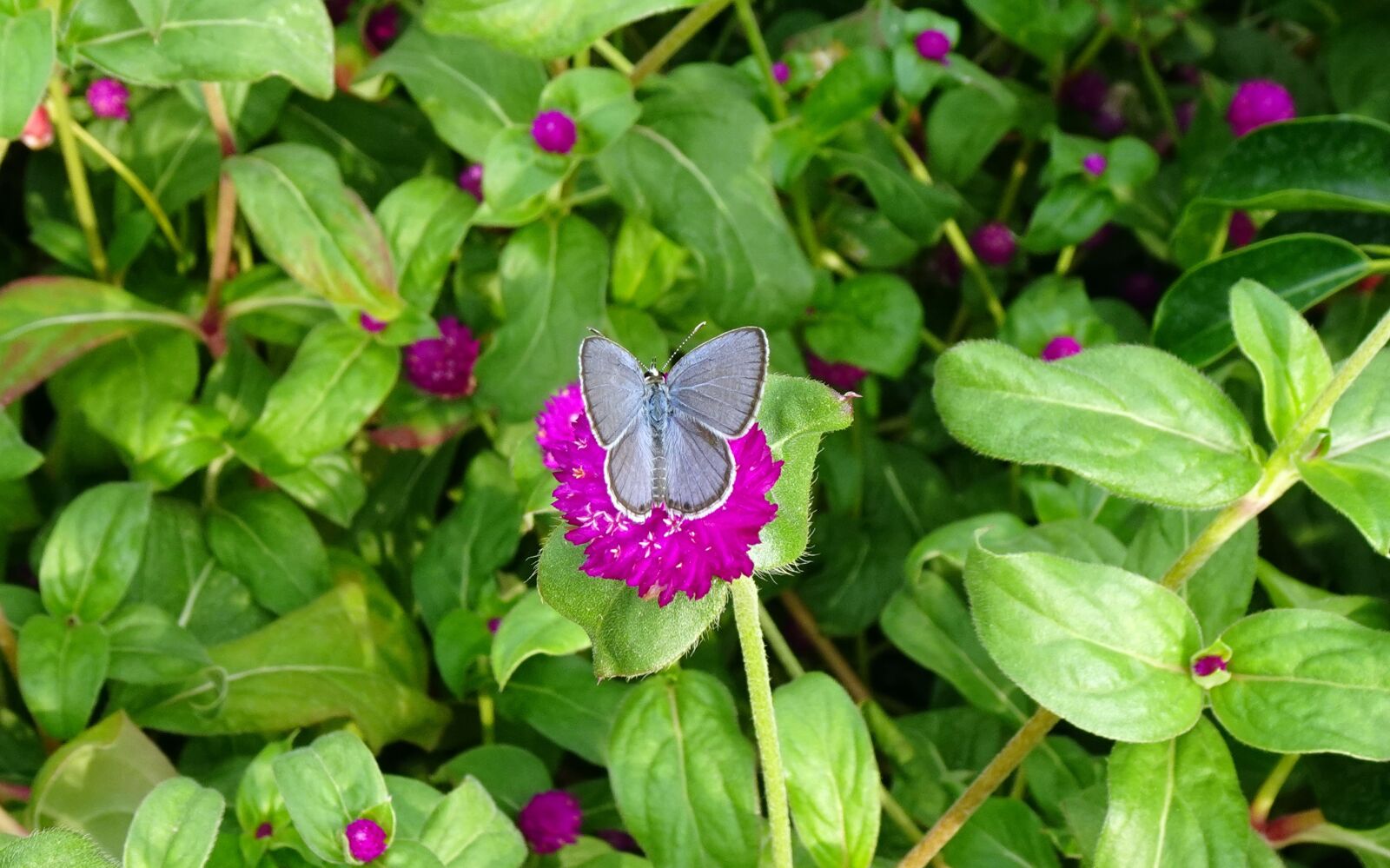 Sony DSC-WX800 sample photo. Butterfly, luthrodes pandava, plains photography