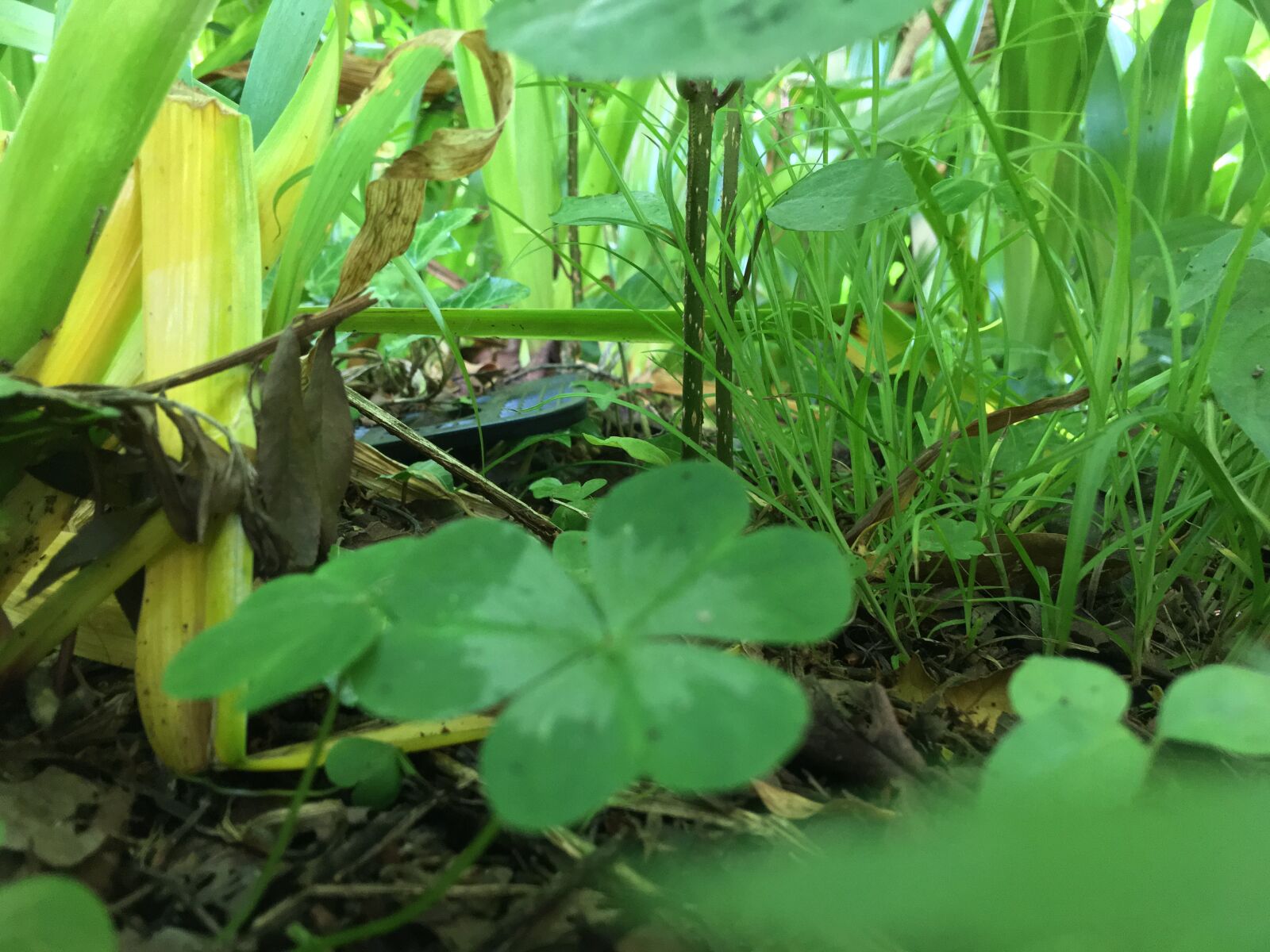 iPhone 6s Plus back camera 4.15mm f/2.2 sample photo. Plants, leaves, close-up photography