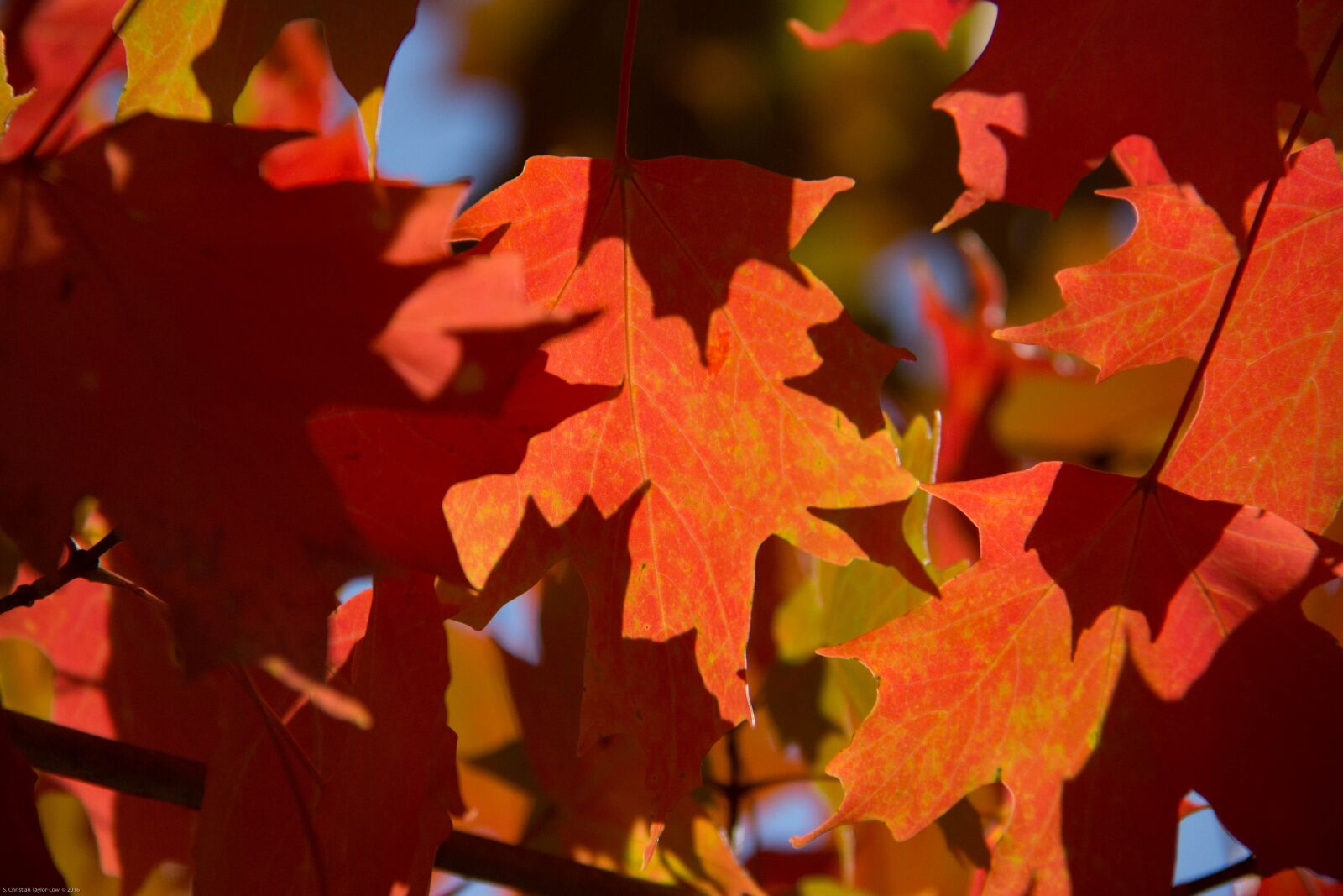 Canon EF-S 18-200mm F3.5-5.6 IS sample photo. Fall, autumn, leaves photography