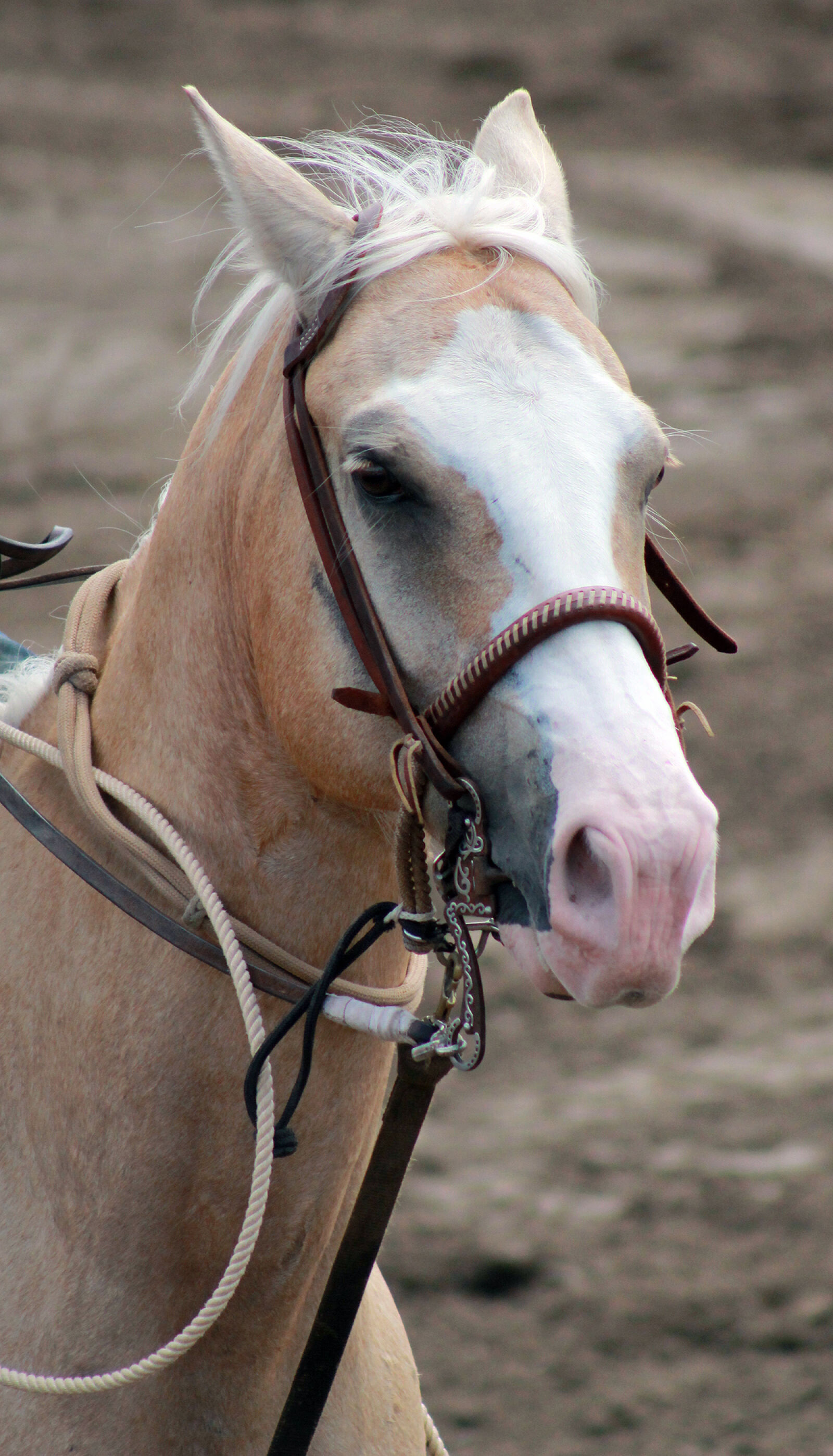 Canon EOS 1100D (EOS Rebel T3 / EOS Kiss X50) + Canon EF 75-300mm f/4-5.6 USM sample photo. Horse photography