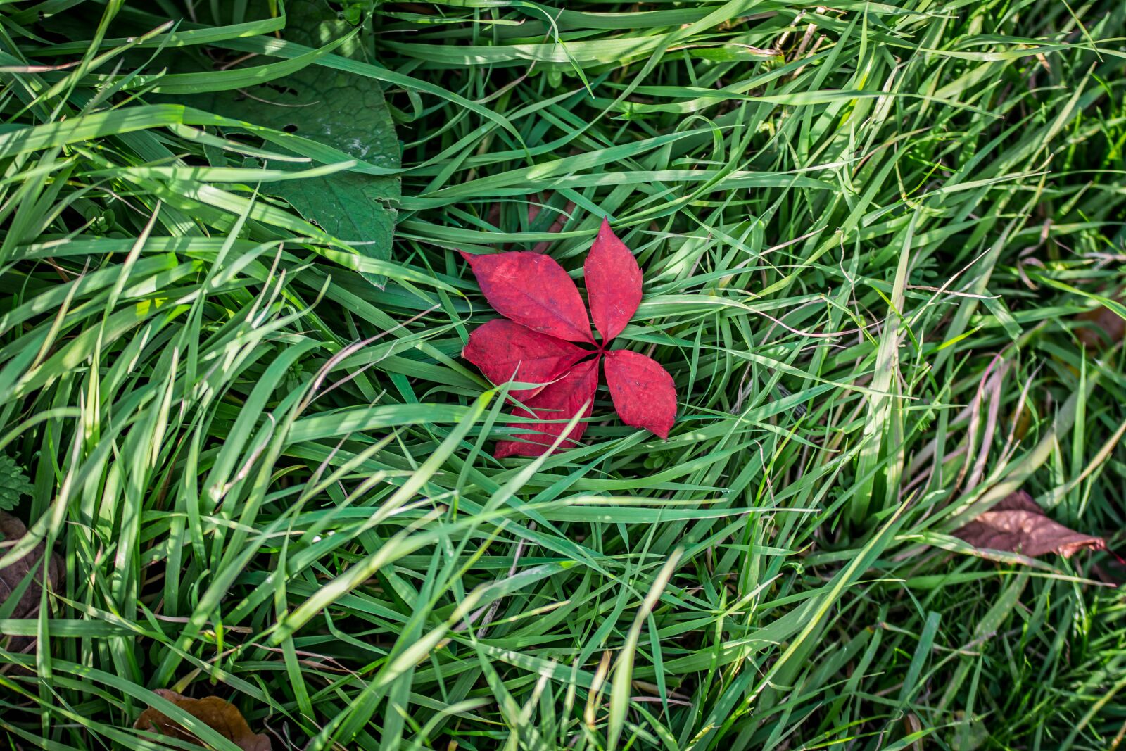 Nikon D7200 sample photo. Red, leaf, green photography
