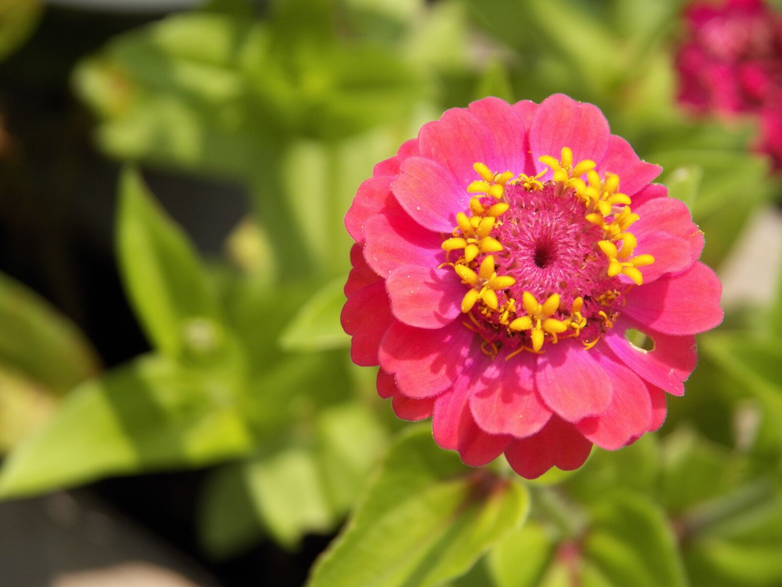 Kodak EasyShare Z990 (EasyShare Max) sample photo. Flower, macro, summer photography