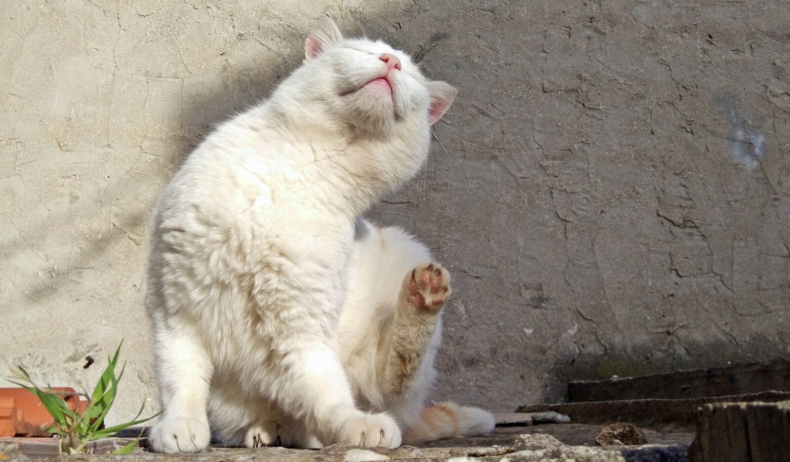 Xiaomi MIX sample photo. Cat, street, white animal photography
