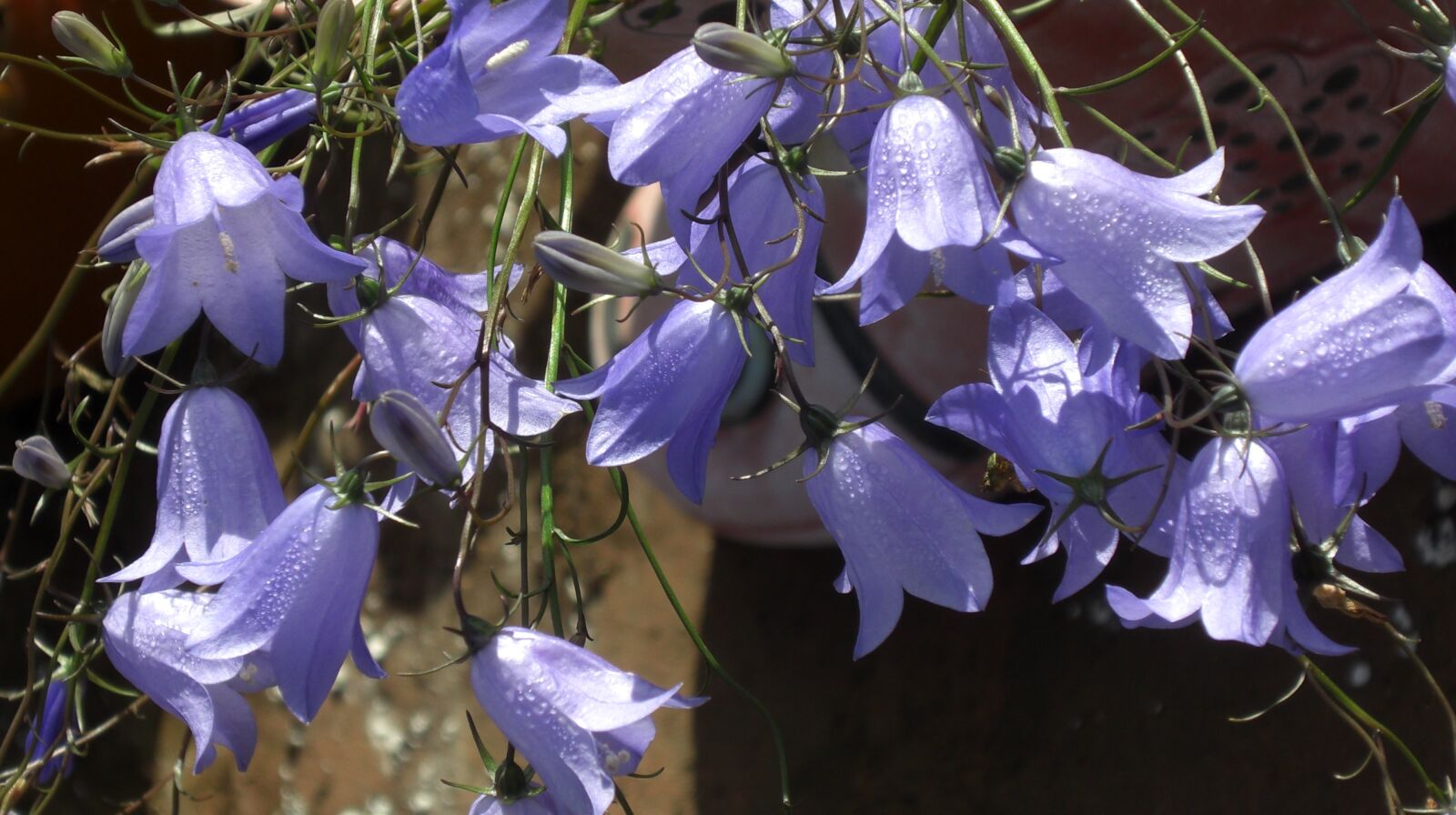CASIO EX-Z1200 sample photo. Flower, campanula, harebell photography