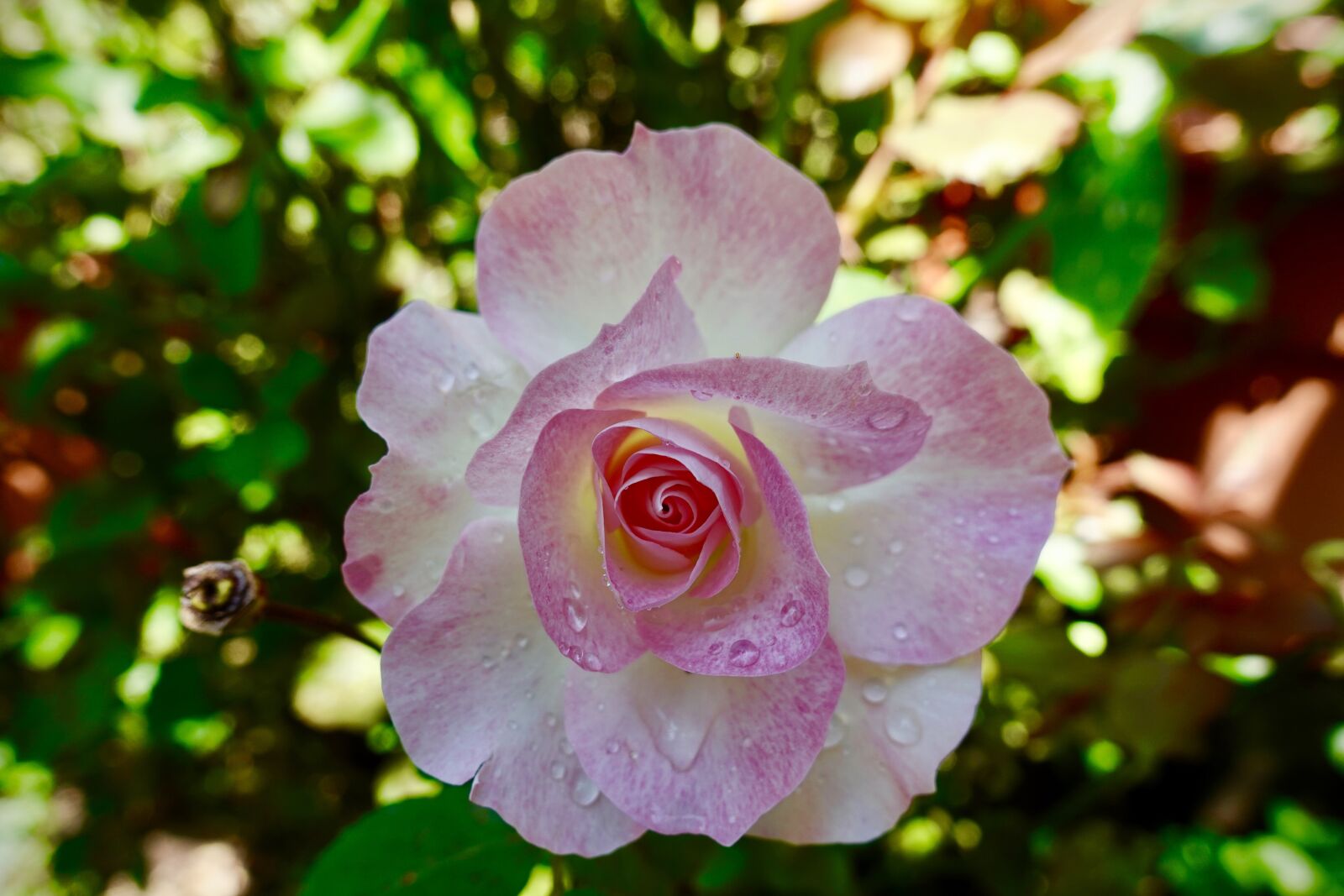 Sony DSC-RX100M5A sample photo. Water, flower, bloom photography