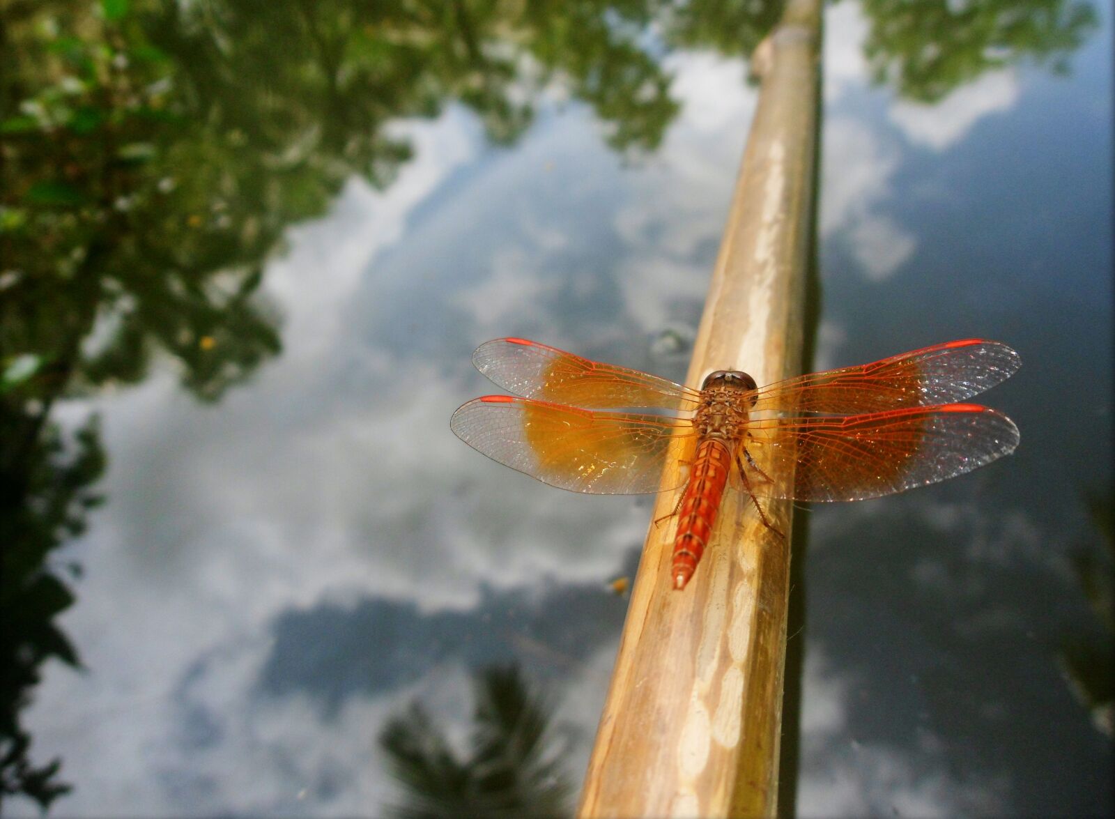 Samsung PL210, PL211 / VLUU PL210, PL211 sample photo. Sky, nature, fly photography