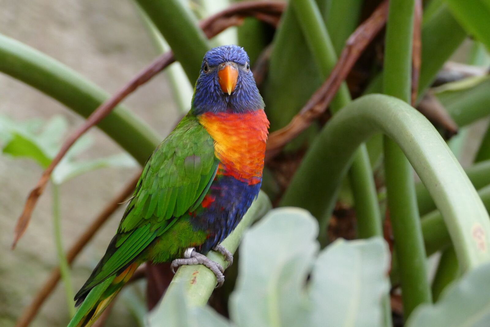 Panasonic Lumix DMC-FZ1000 sample photo. Lorikeet, bird, parrot photography