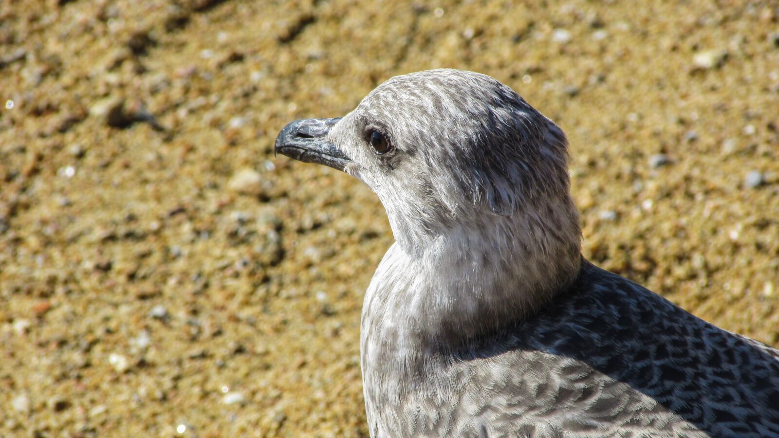Canon PowerShot SX400 IS sample photo. Seagull, grey, bird photography
