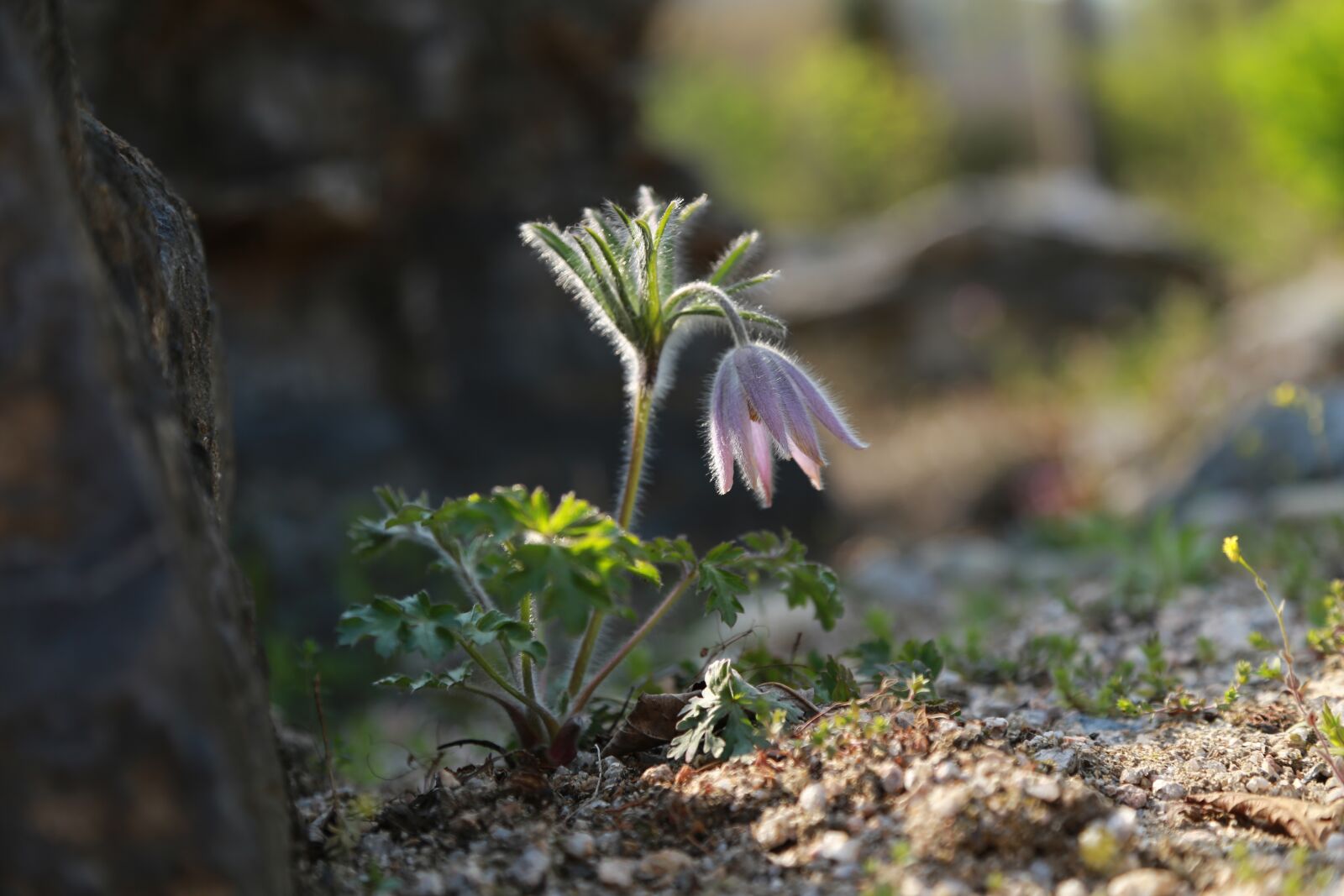 Canon EOS 6D + Canon EF 24-105mm F4L IS USM sample photo. Nature, plants, outdoors photography
