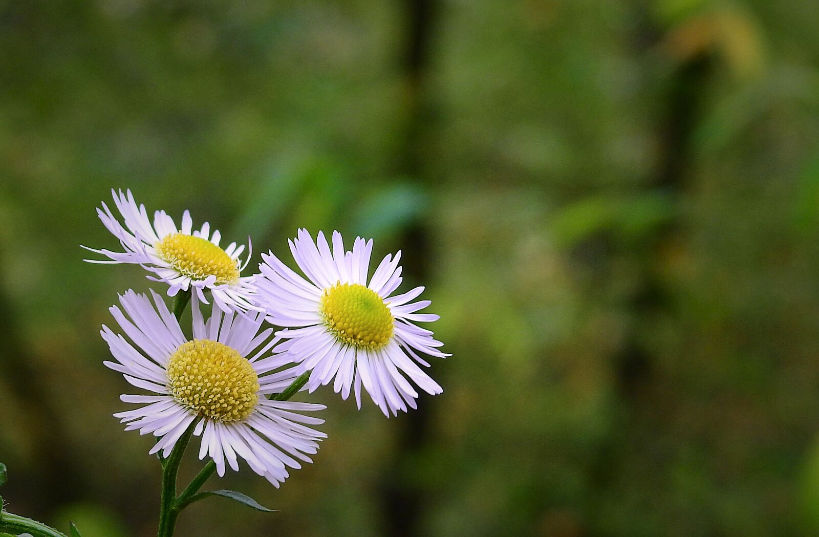 Nikon Coolpix P900 sample photo. Flowers, nature, beautiful photography