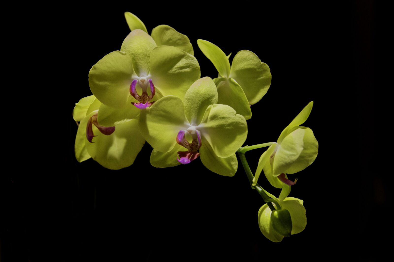 Nikon D800 sample photo. Garden, flowers, orchids photography