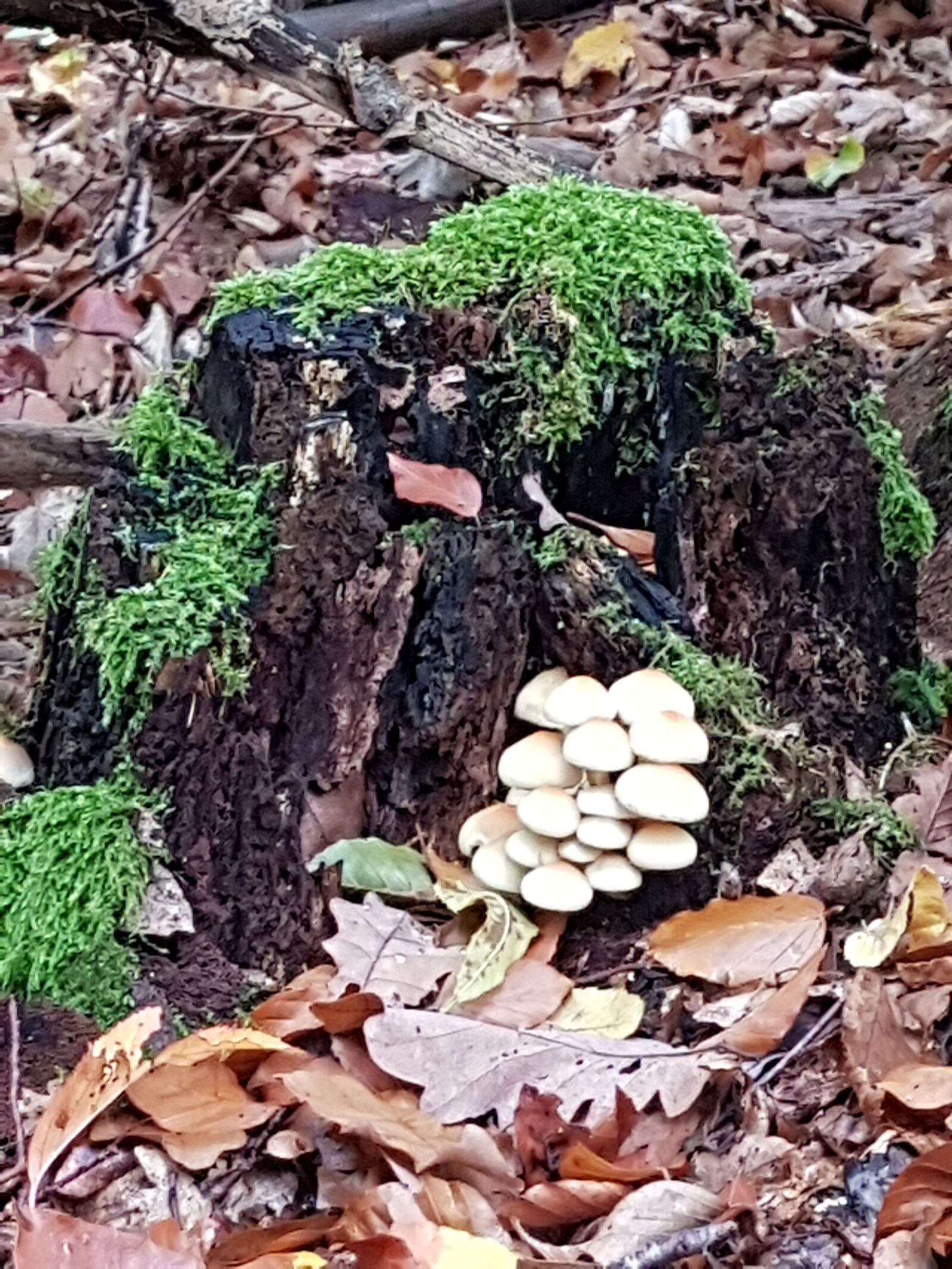 Samsung Galaxy S8 sample photo. Mushrooms, forest, leaves photography