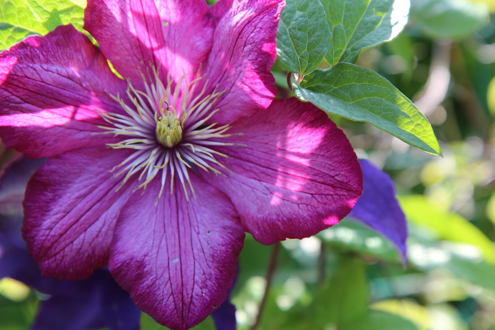 Canon EOS 600D (Rebel EOS T3i / EOS Kiss X5) sample photo. Clematis, flower of clematis photography