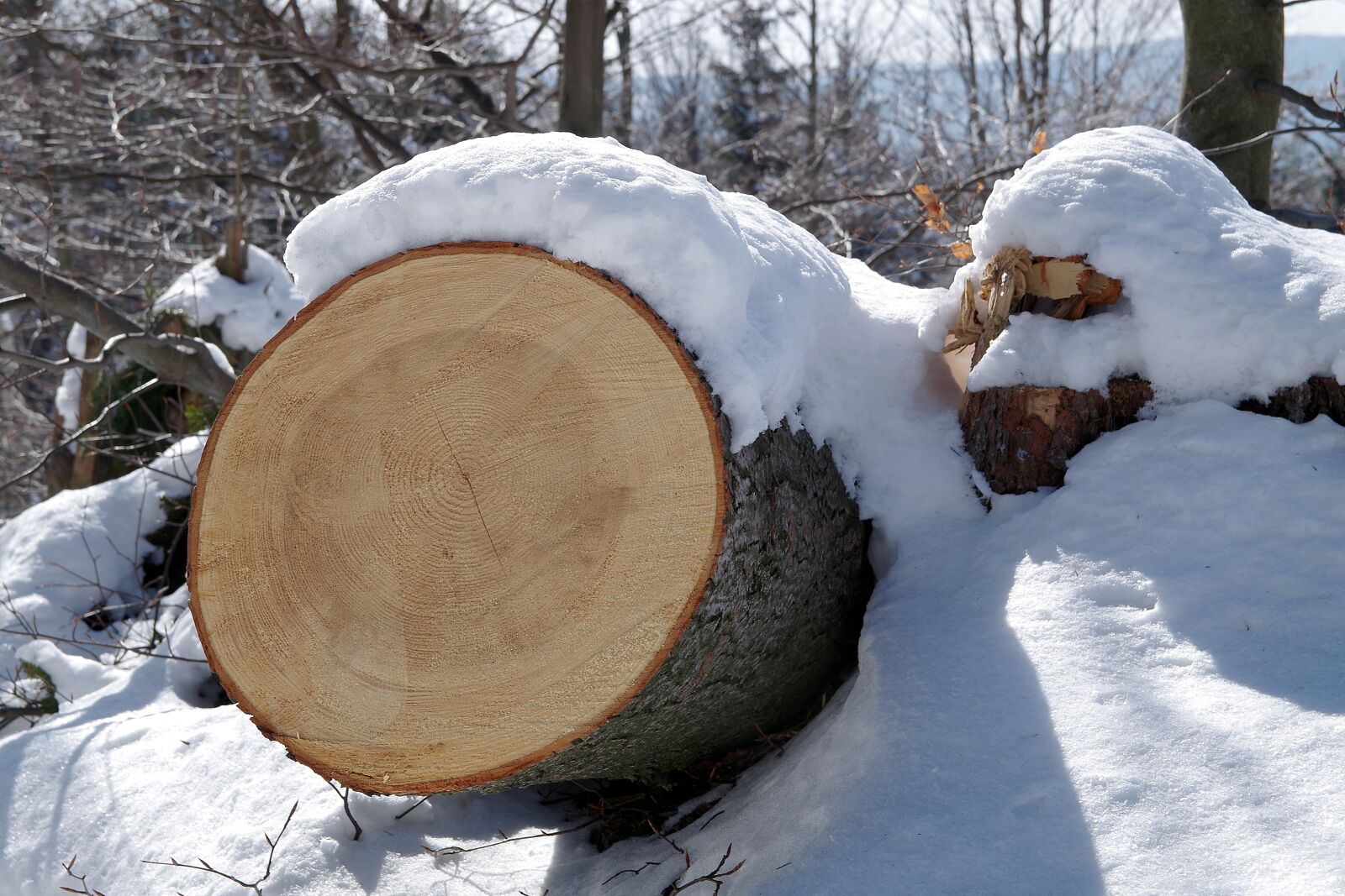 Pentax K-S2 sample photo. Snow, winter, tree photography