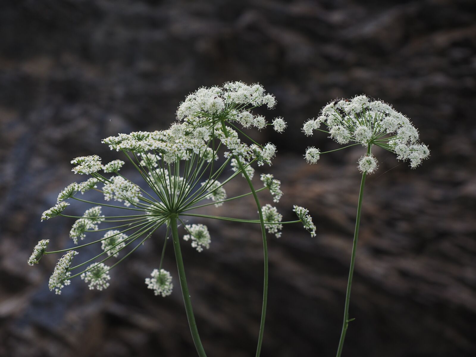 Olympus OM-D E-M1 + Olympus M.Zuiko Digital ED 12-40mm F2.8 Pro sample photo. Hirschwurz hair strand, flower photography
