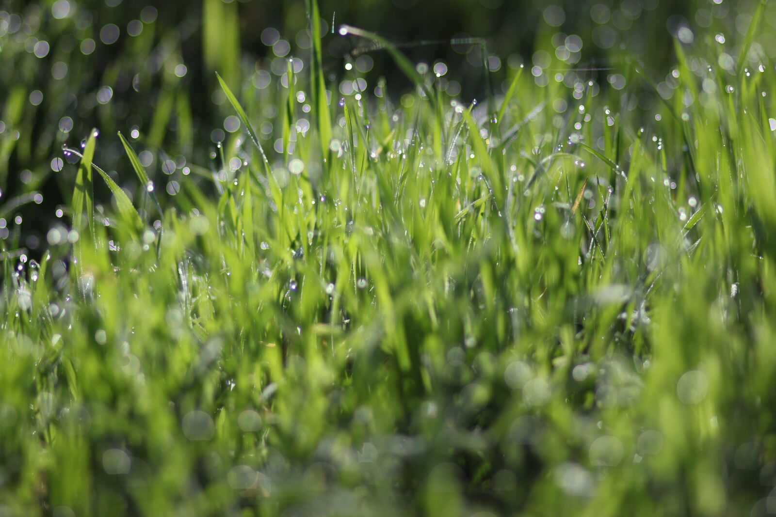 Canon EF 85mm F1.8 USM sample photo. Grass, dew, wet photography