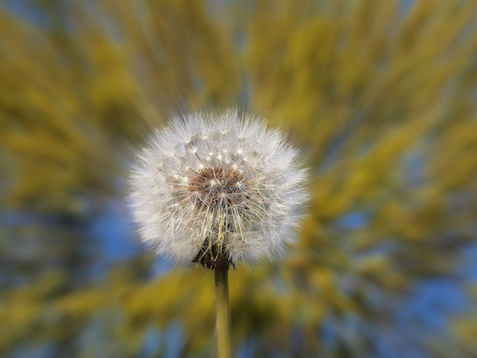 Olympus E-520 (EVOLT E-520) sample photo. Flora, nature, flower photography