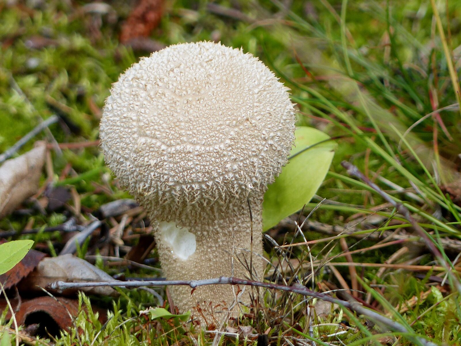Panasonic Lumix DMC-FZ200 sample photo. Mushroom, white, autumn photography