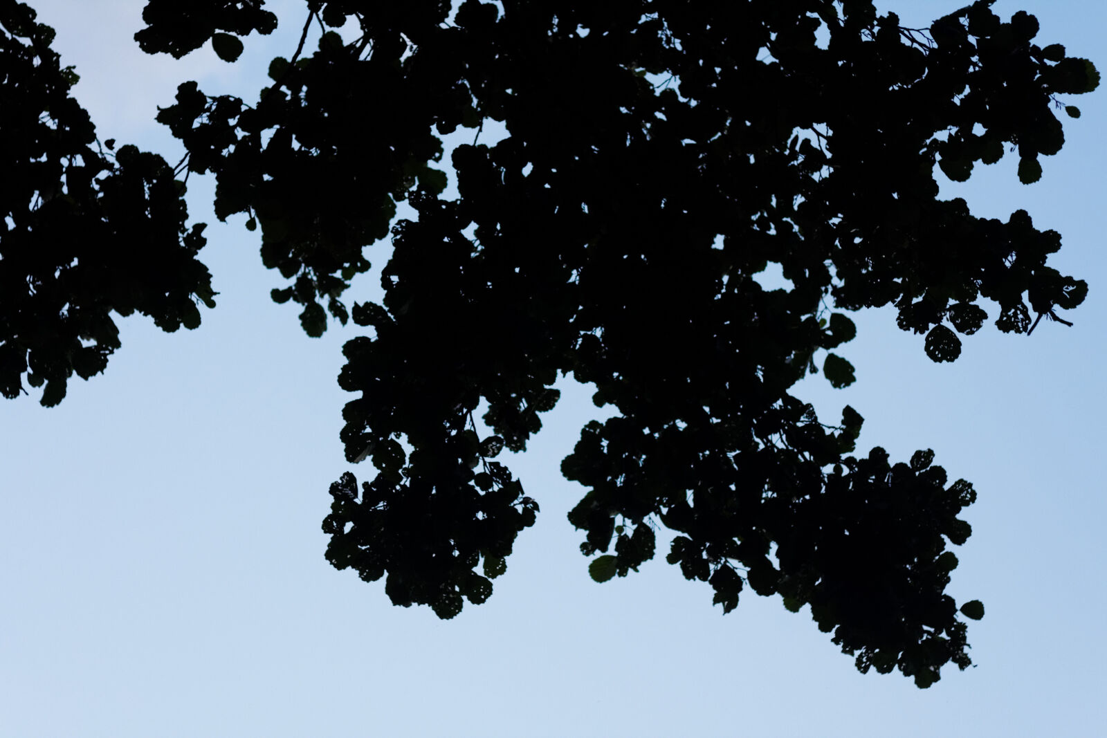 Canon EF 50mm F1.8 II sample photo. Leafs, sky photography