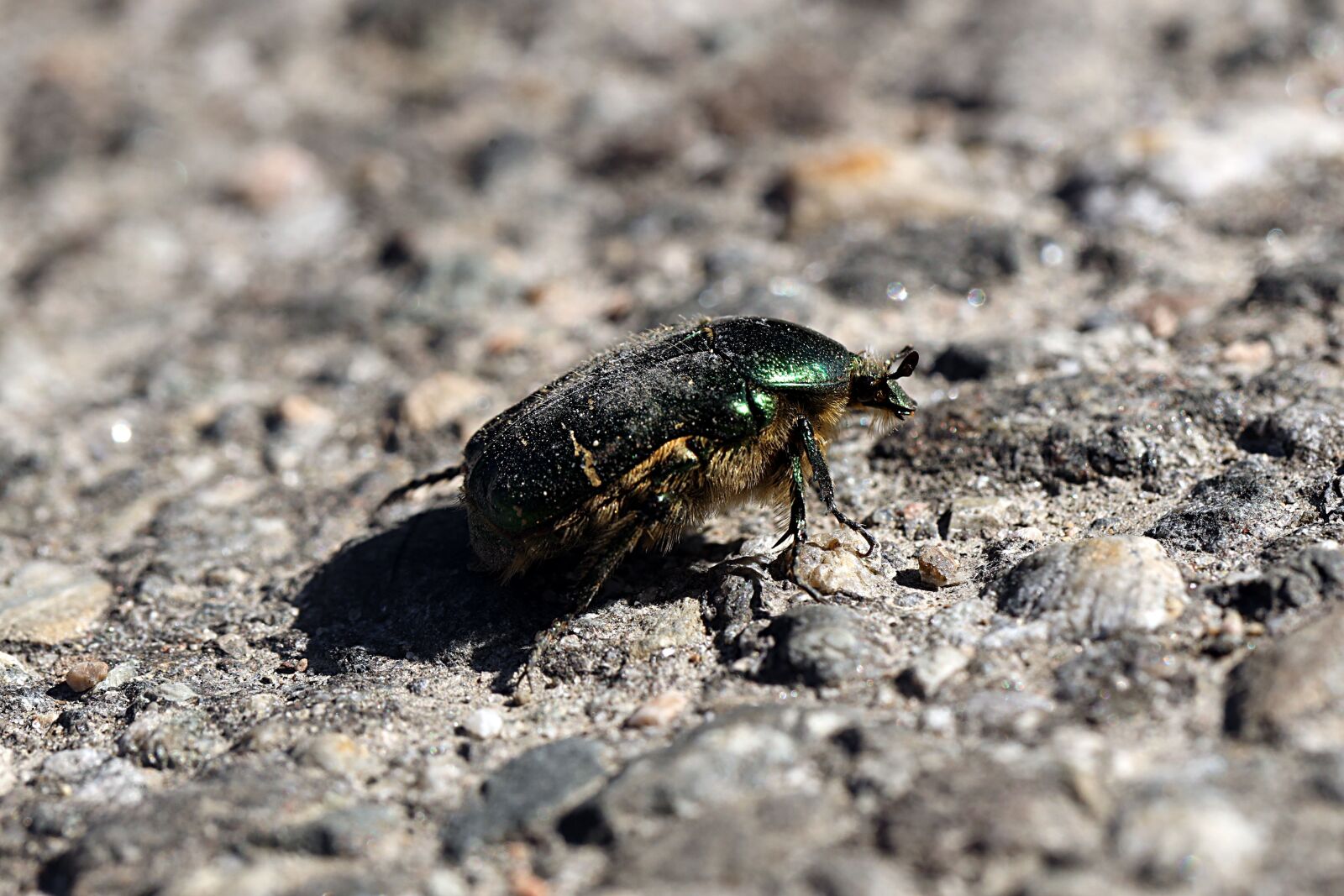 Canon EOS R sample photo. Beetle, insect, bug photography