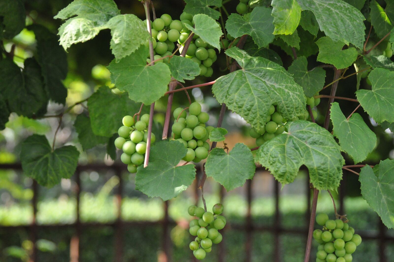 Nikon D90 sample photo. Grapes, green photography