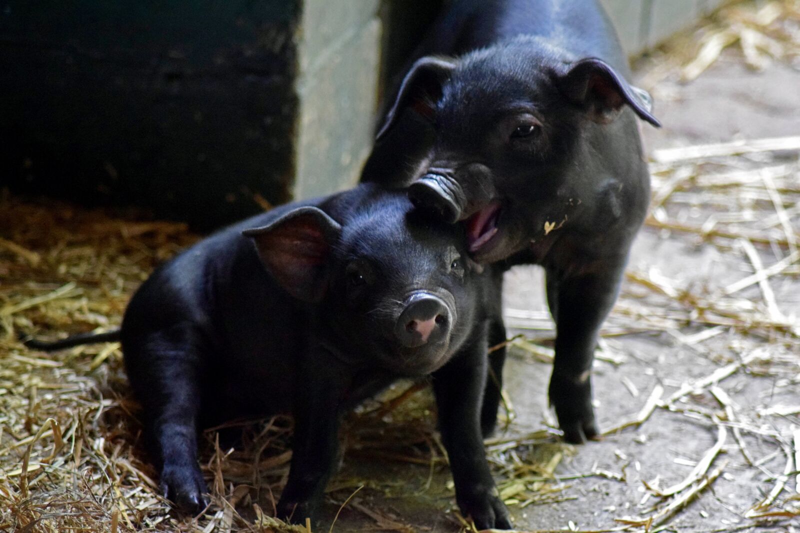 Nikon D3300 sample photo. Piglet, animal children, playful photography