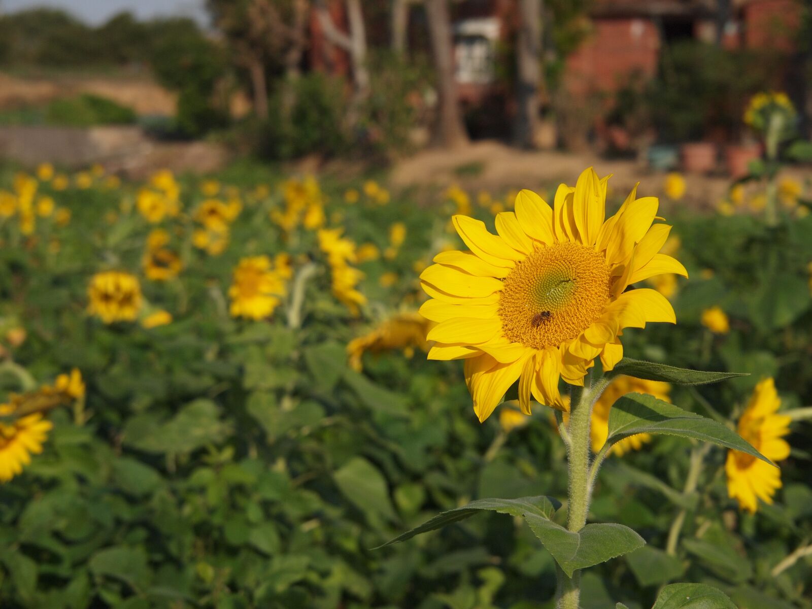 Olympus PEN E-P2 sample photo. Sunflower, yellow, sunny farm photography