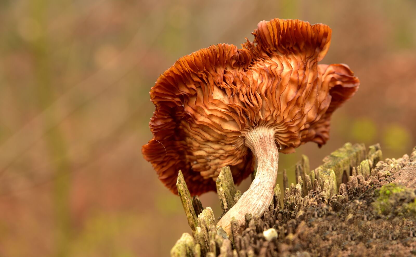 Nikon D750 sample photo. Mushroom, tree fungus, lamellar photography