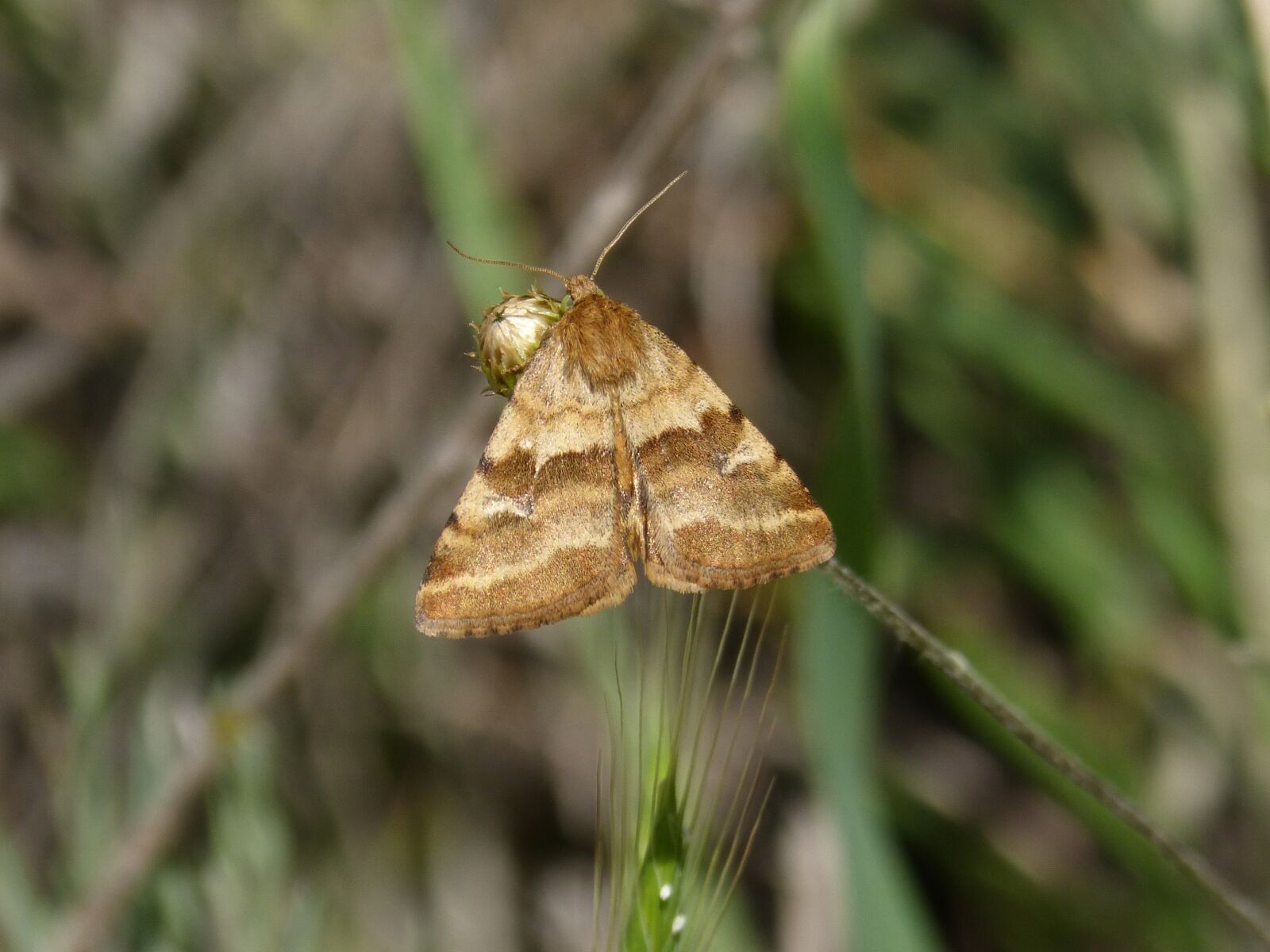Panasonic DMC-FZ62 sample photo. Butterfly, moth, wings photography