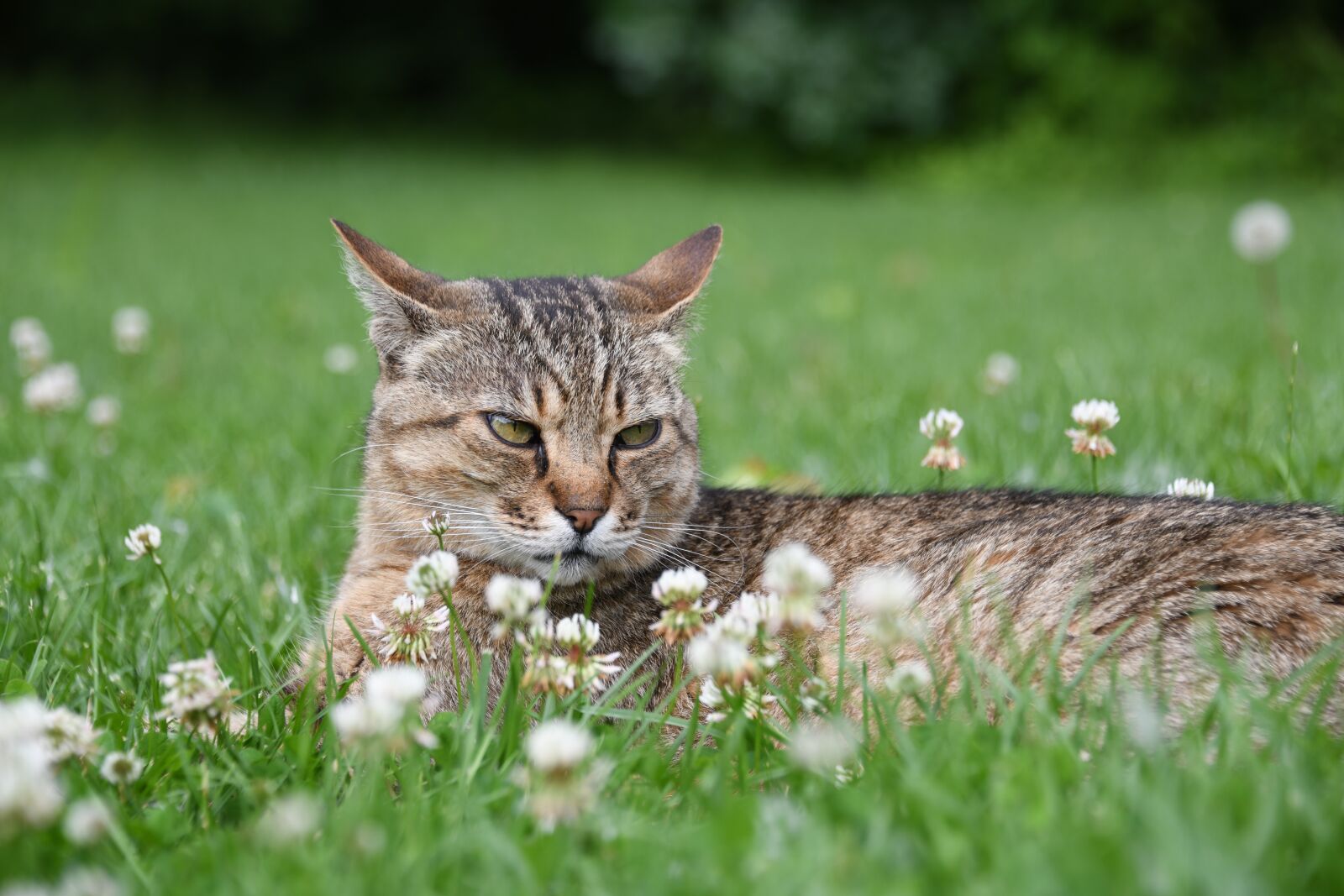 Nikon D850 sample photo. Cat, angry, animal photography
