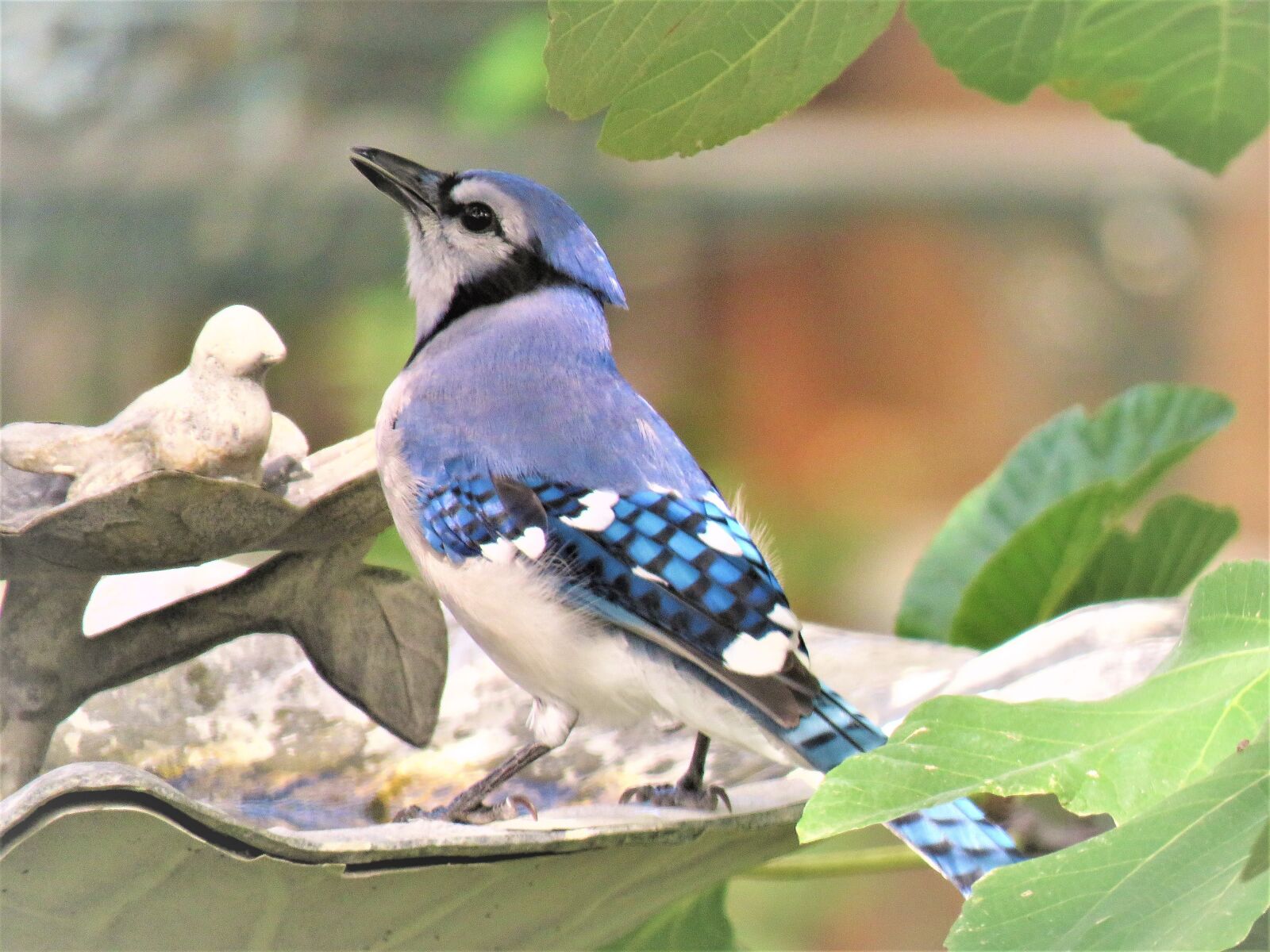 Canon PowerShot SX60 HS sample photo. Bird, blue and white photography