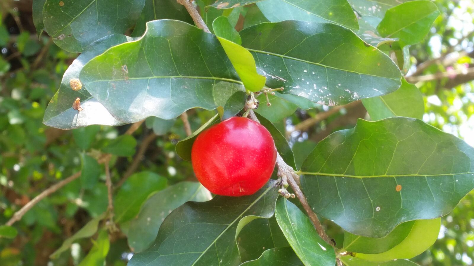 Samsung Galaxy S5 sample photo. Fruit, tree, nature photography