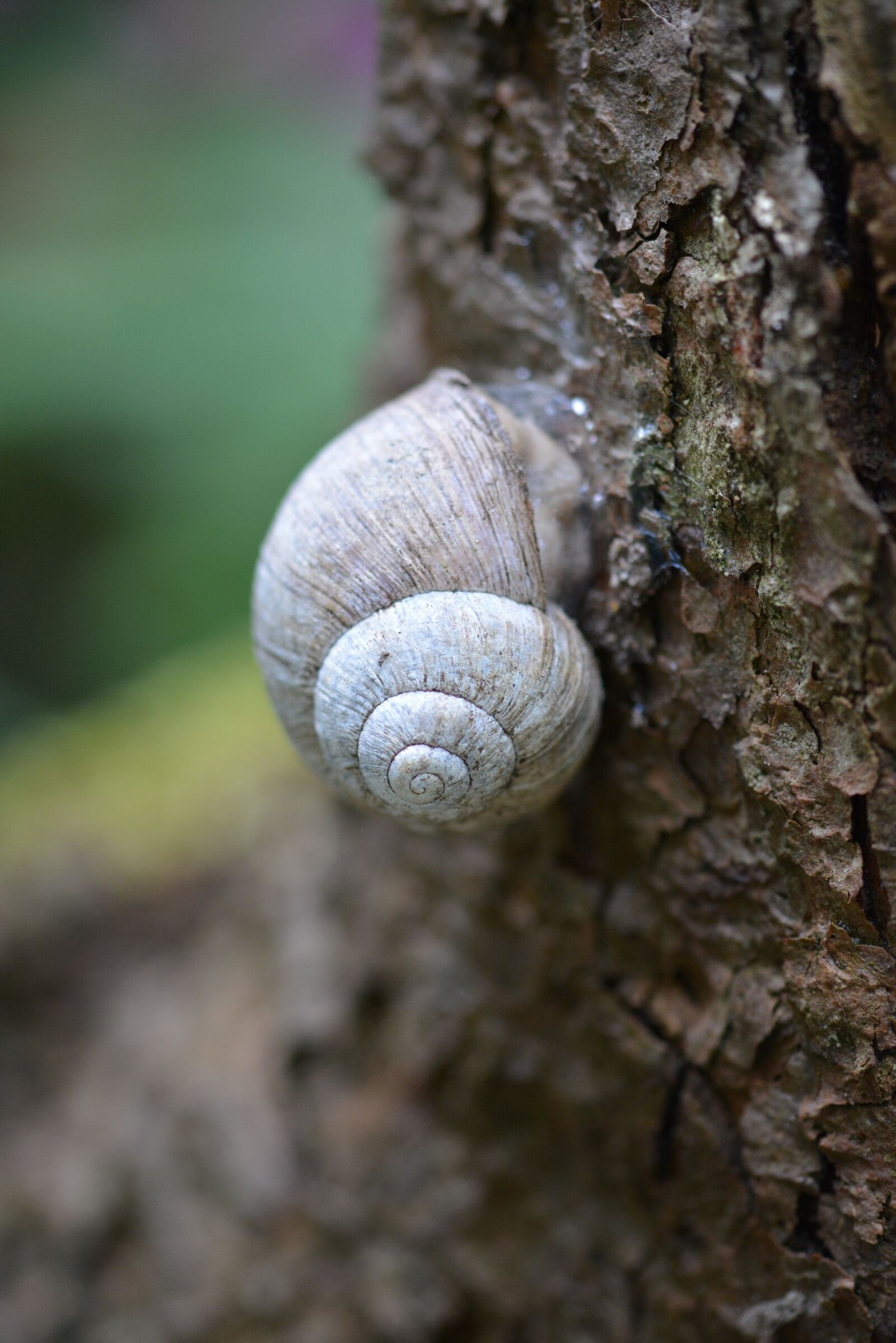 Nikon D5200 sample photo. Snail, shell, close up photography