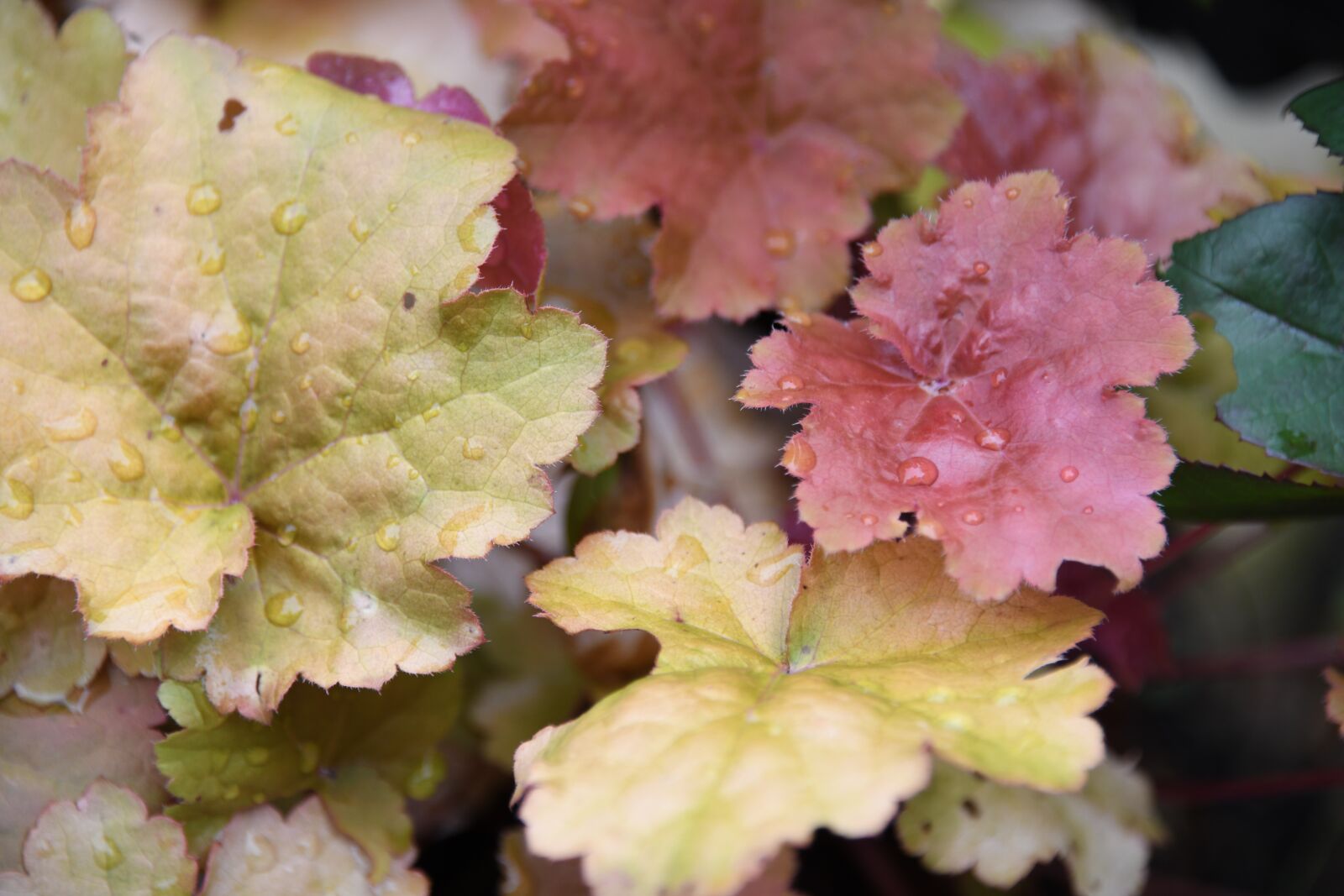 Nikon D850 sample photo. Coralbell, leaf, rain photography