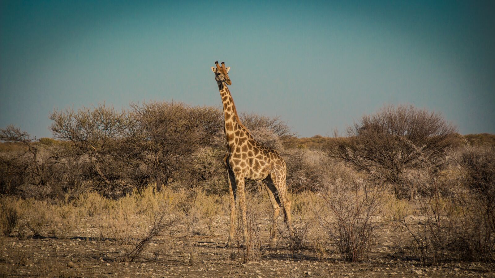 Canon EOS 650D (EOS Rebel T4i / EOS Kiss X6i) sample photo. Namibia, wildlife, africa photography
