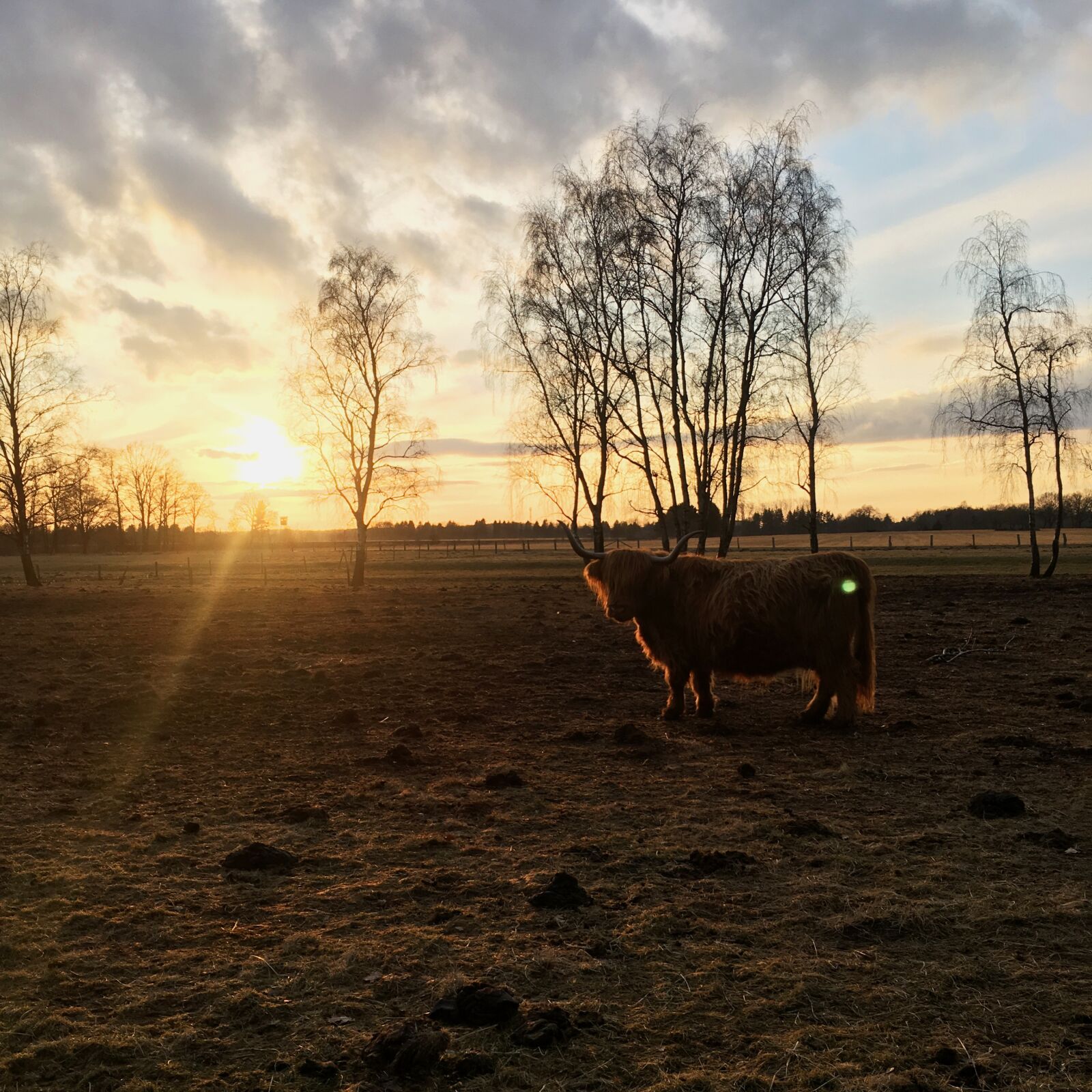 Apple iPhone 6s sample photo. Cattle, cow, mammal photography