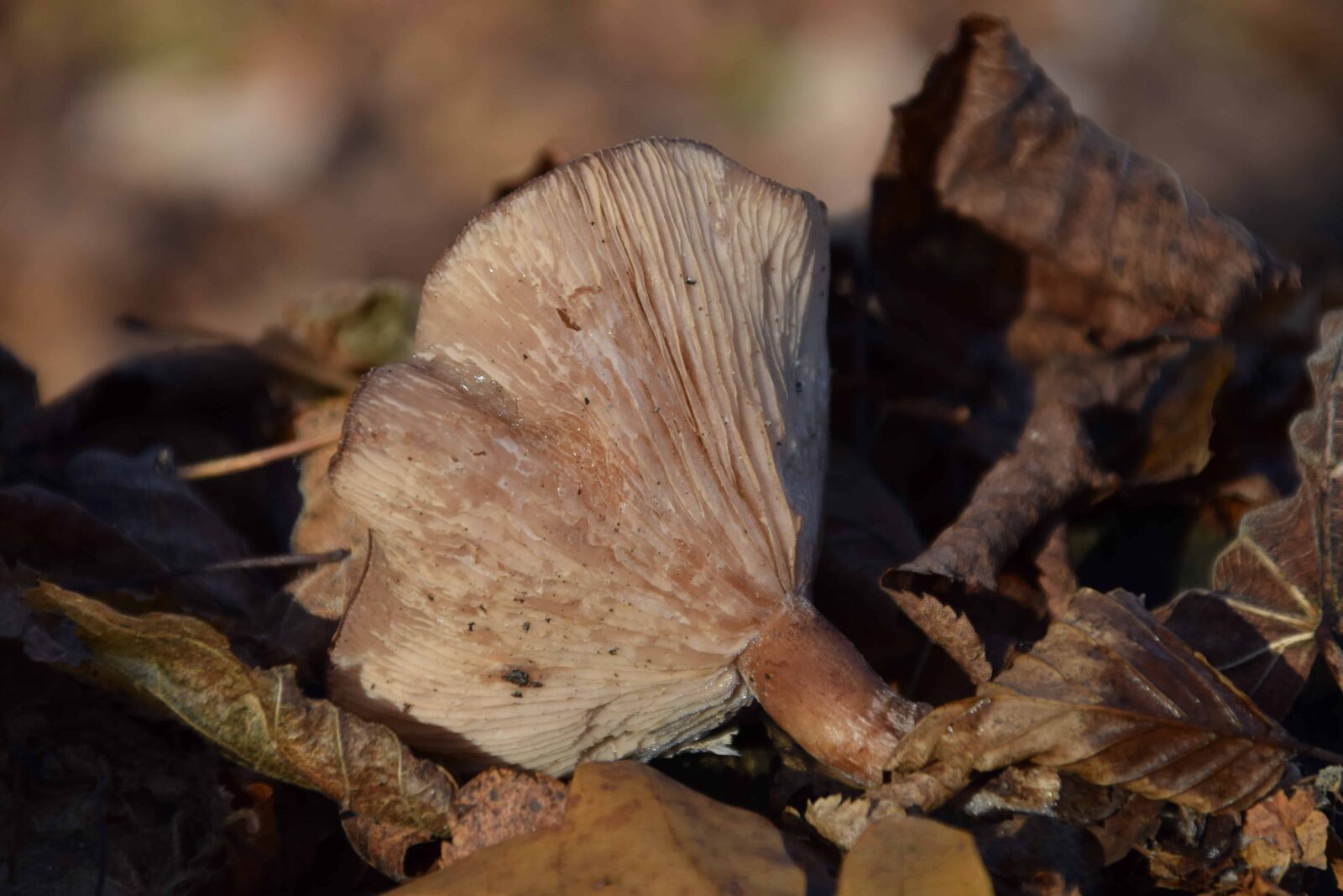 Nikon D3300 sample photo. Mushroom, nature, leaf, wood photography