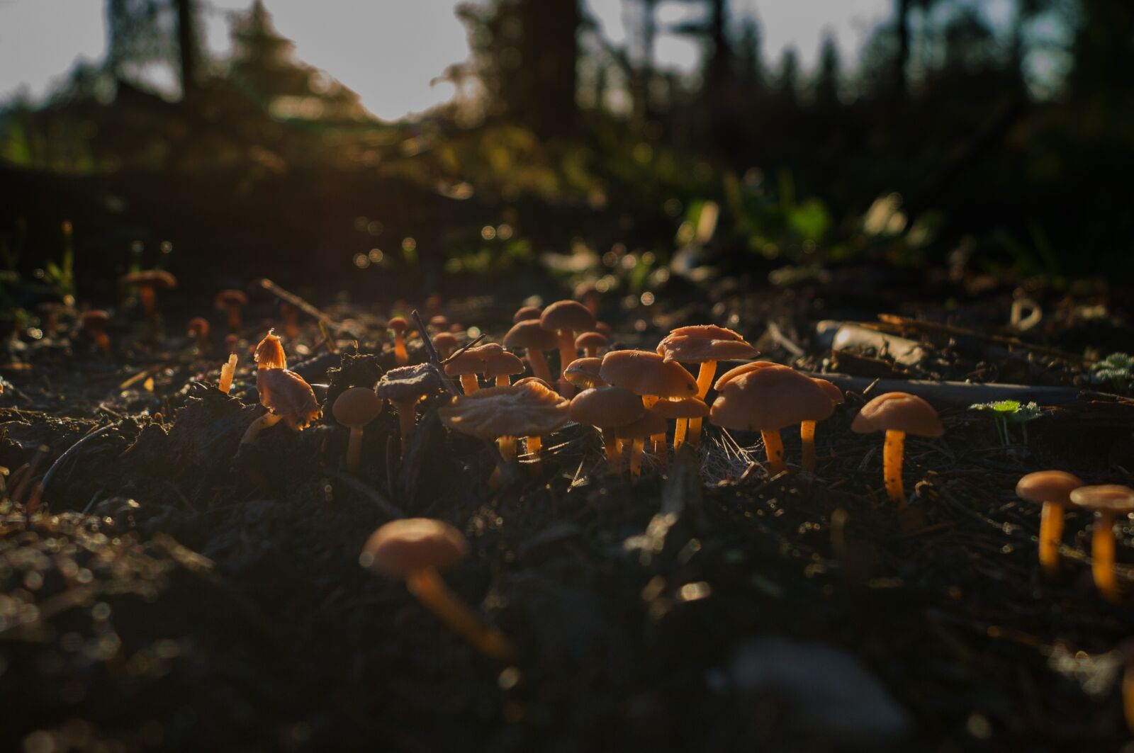 Sony SLT-A57 sample photo. Forest mushroom, backlighting, translucent photography