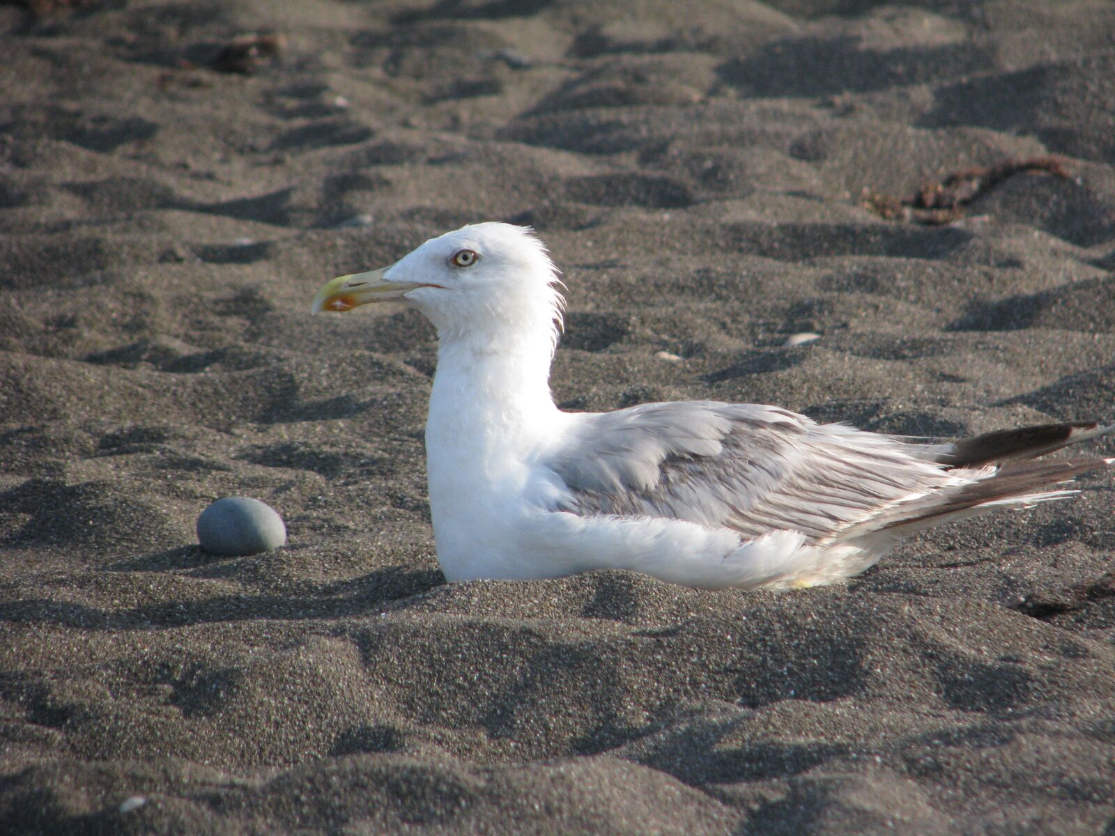 Canon POWERSHOT S5 IS sample photo. Seagull, sand, beach photography
