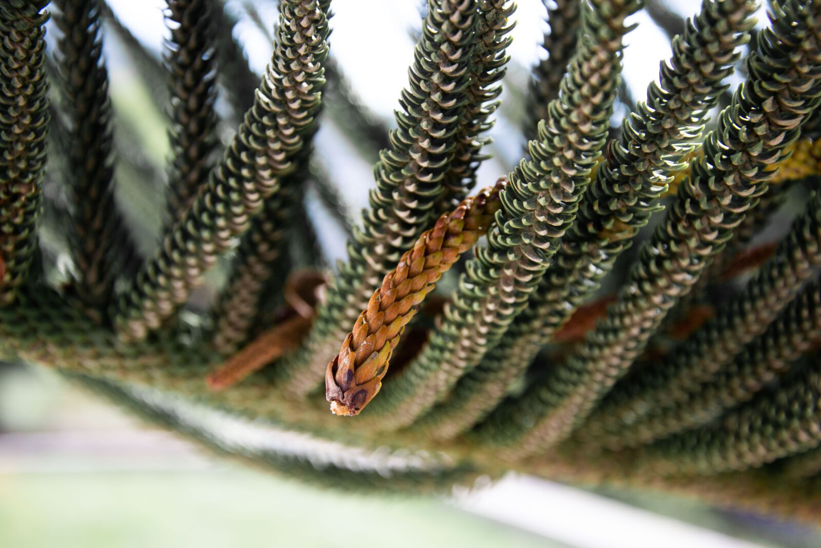 Nikon D3100 sample photo. Tree, nature, green photography