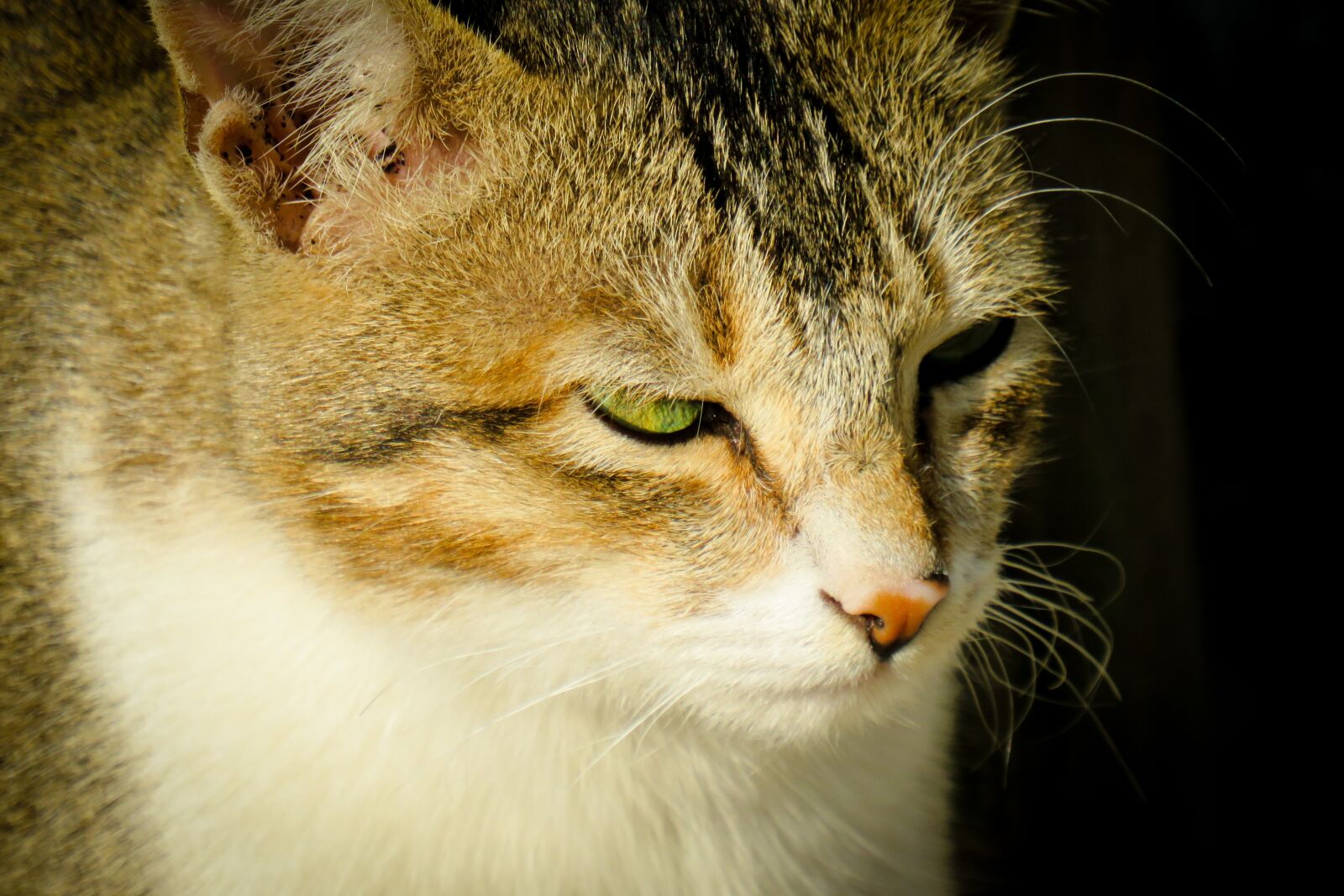 Canon PowerShot SX540 HS sample photo. Cat, feline, pet photography