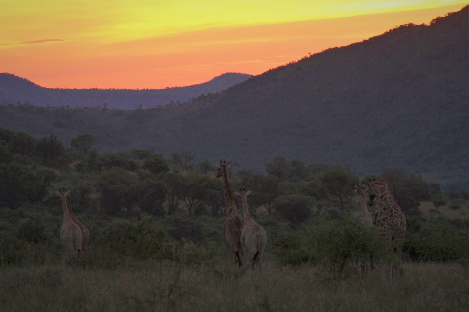 Canon EOS 60D sample photo. Giraffes, looking, sunset photography