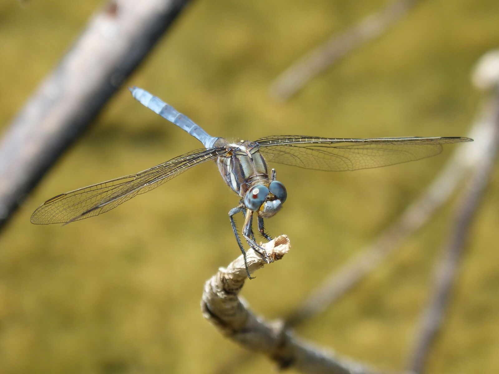 Panasonic DMC-FZ62 sample photo. Blue dragonfly, dragonfly, orthetrum photography