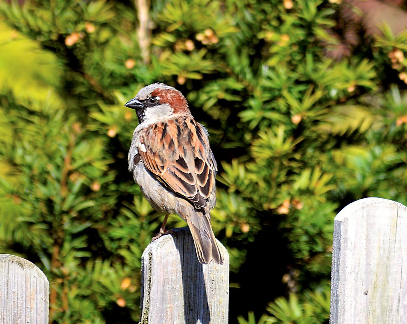 Nikon D3200 sample photo. Sperling, sparrow, close up photography